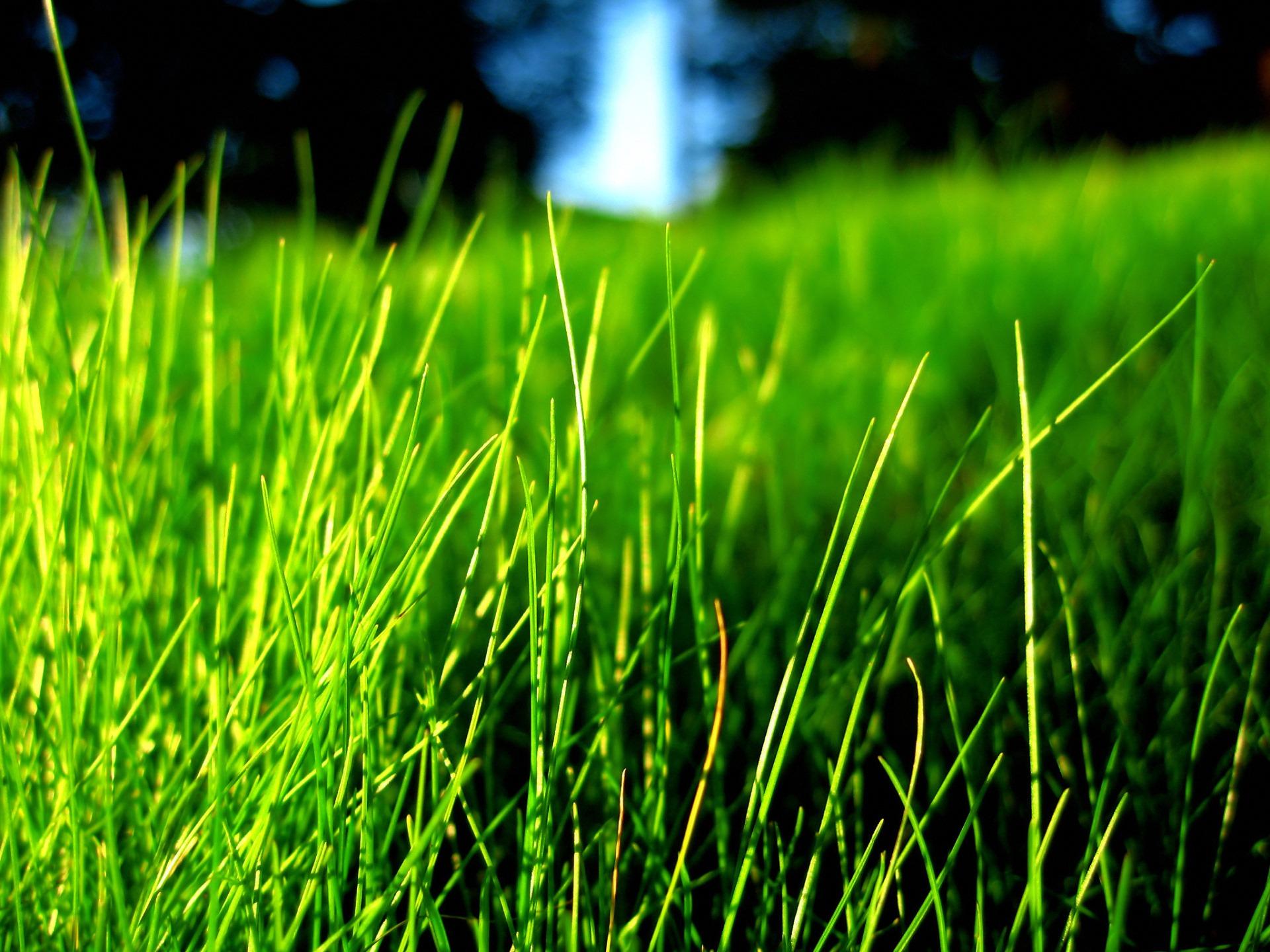 Grass Wallpaper Plants Nature Wallpaper in jpg format for free download