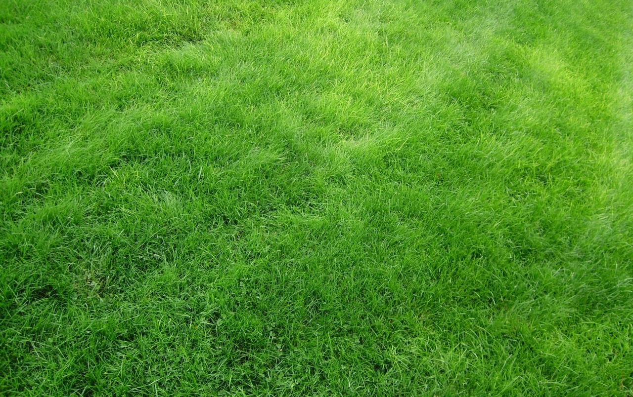 Bright Green Grass wallpaper. Bright Green Grass