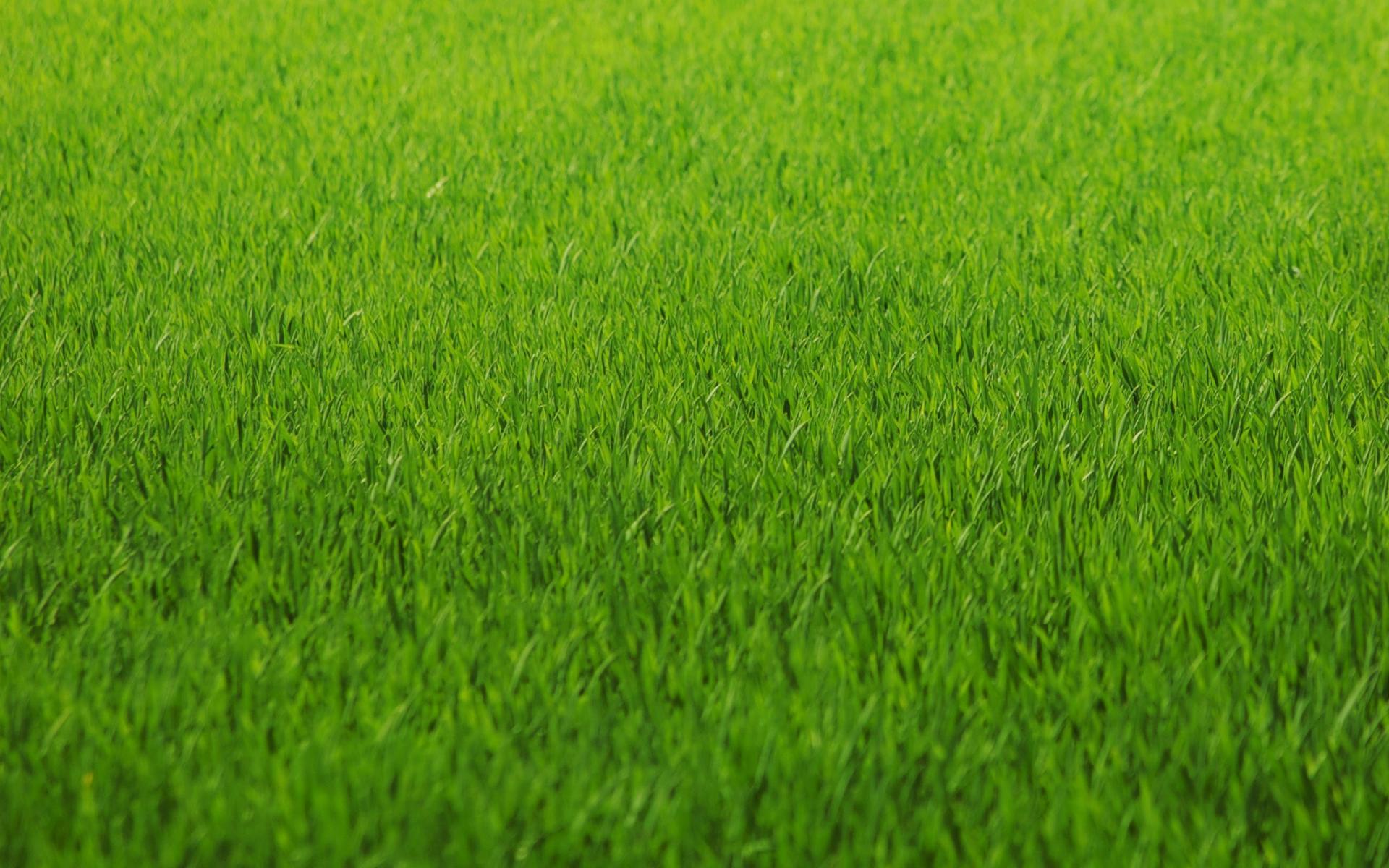 Grass Wallpaper 12 X 1600