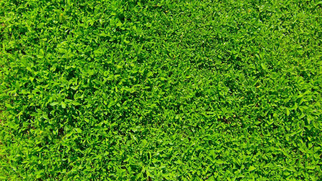 Green grass Wallpaper 2 X 2100