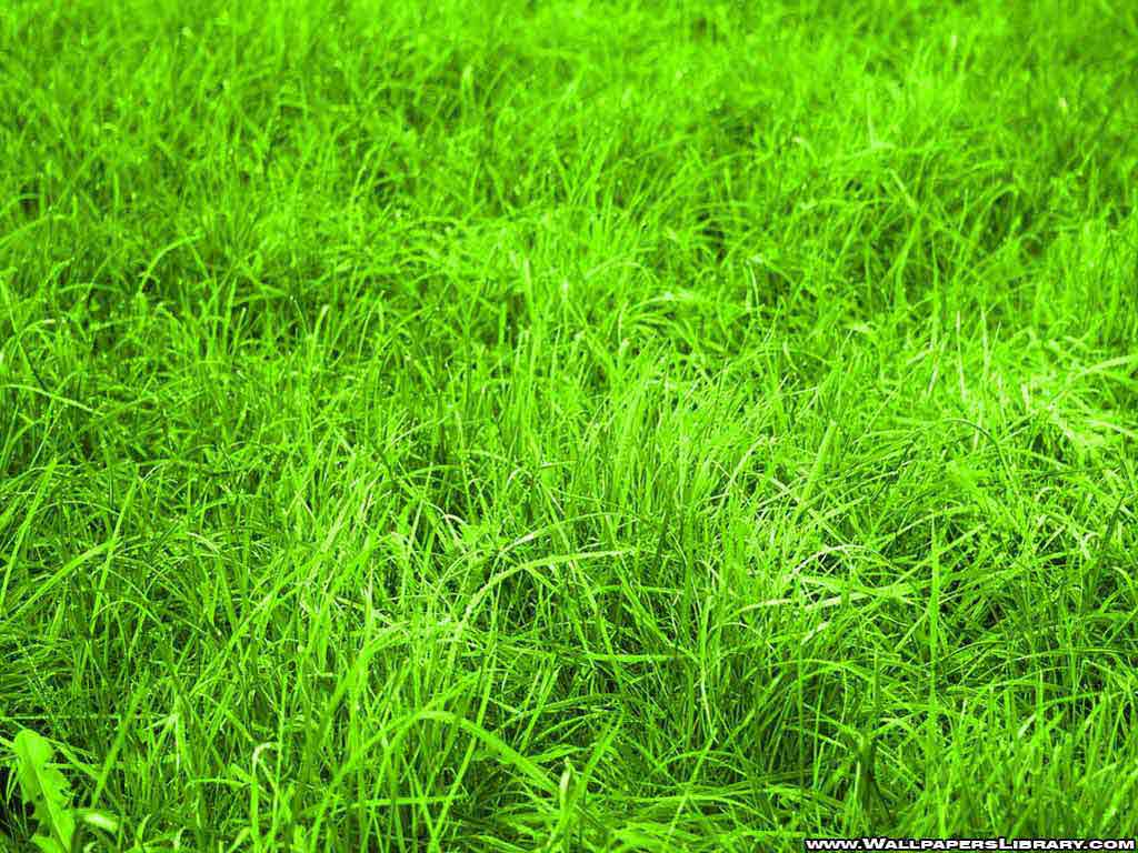 Wallpaper Blink of Grass Wallpaper HD for Android, Windows
