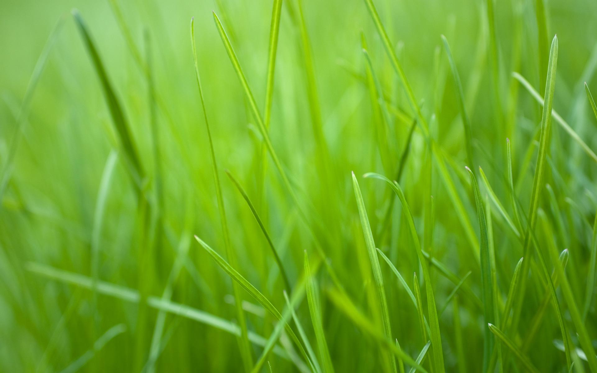 Green Grass HD Wallpaper, Picture