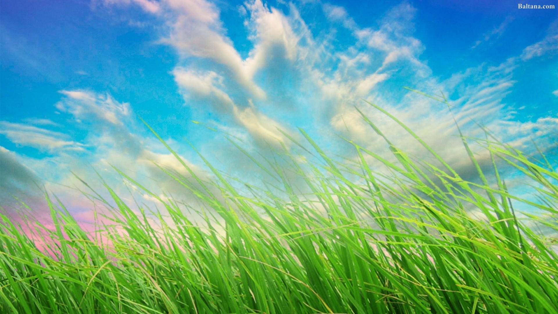 Grass Wallpaper HD Background, Image, Pics, Photo Free Download