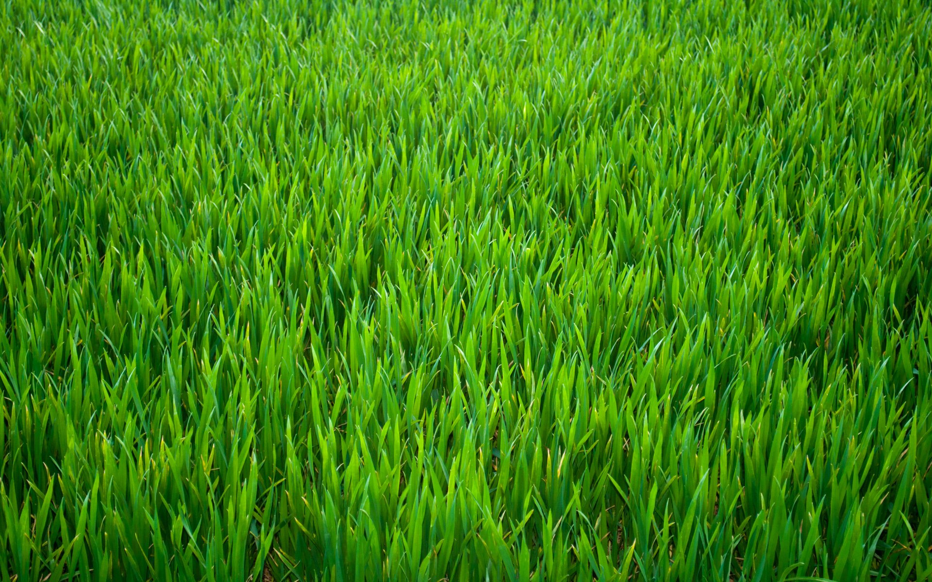 Grass Picture, Fantastic Grass Photo HD Wallpaper Pack v.592