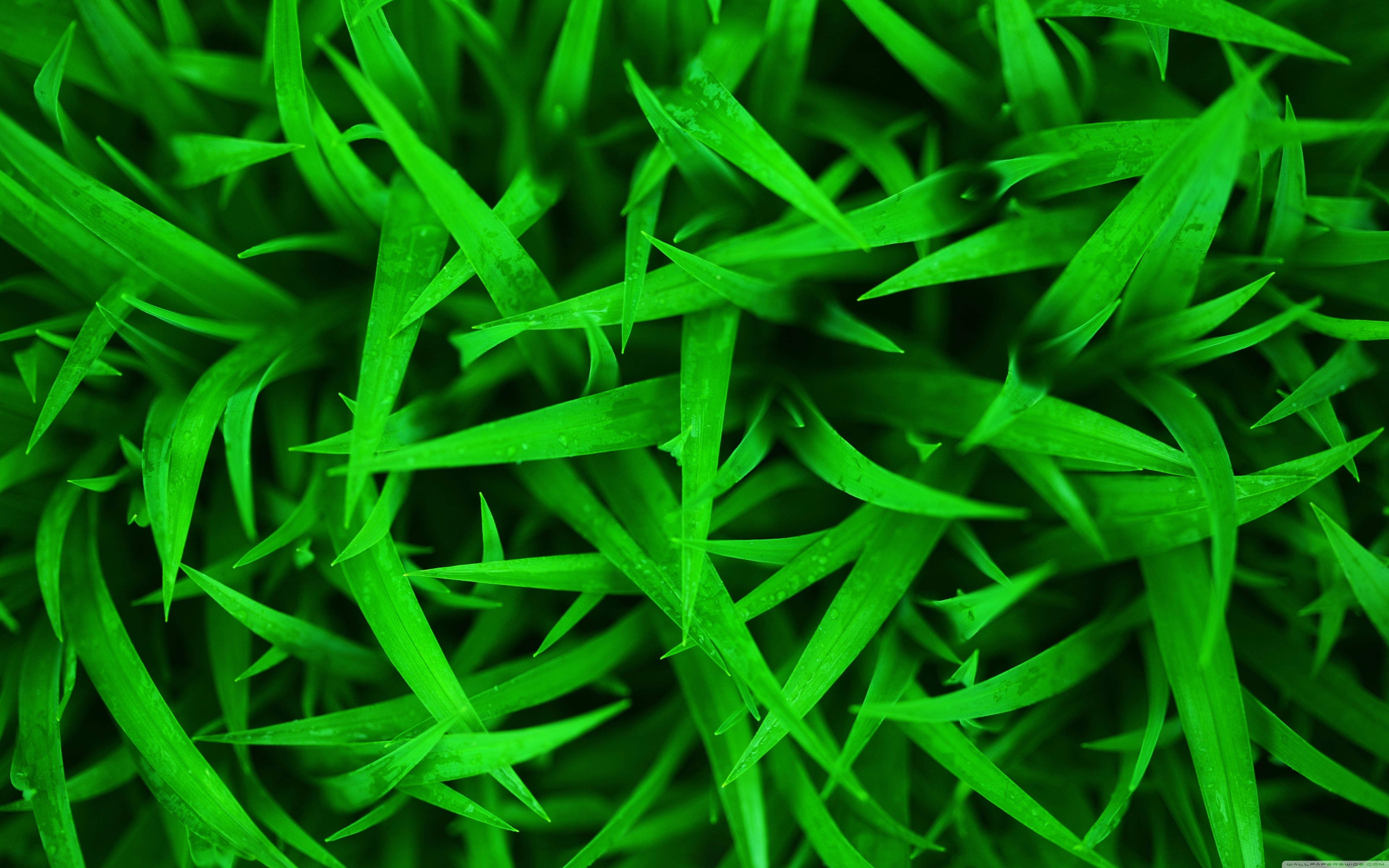 Green grass Wallpaper 10 X 3200