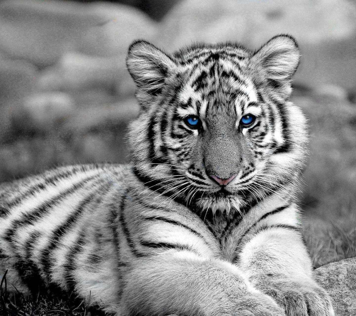  Baby  Tiger  Wallpapers  Wallpaper  Cave