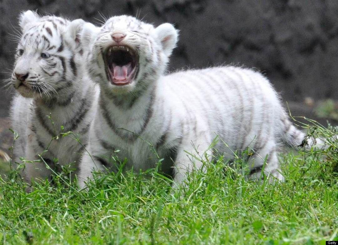 Baby White Tiger HD Wallpaper Baby White Tiger Wallpaper HD iPhone