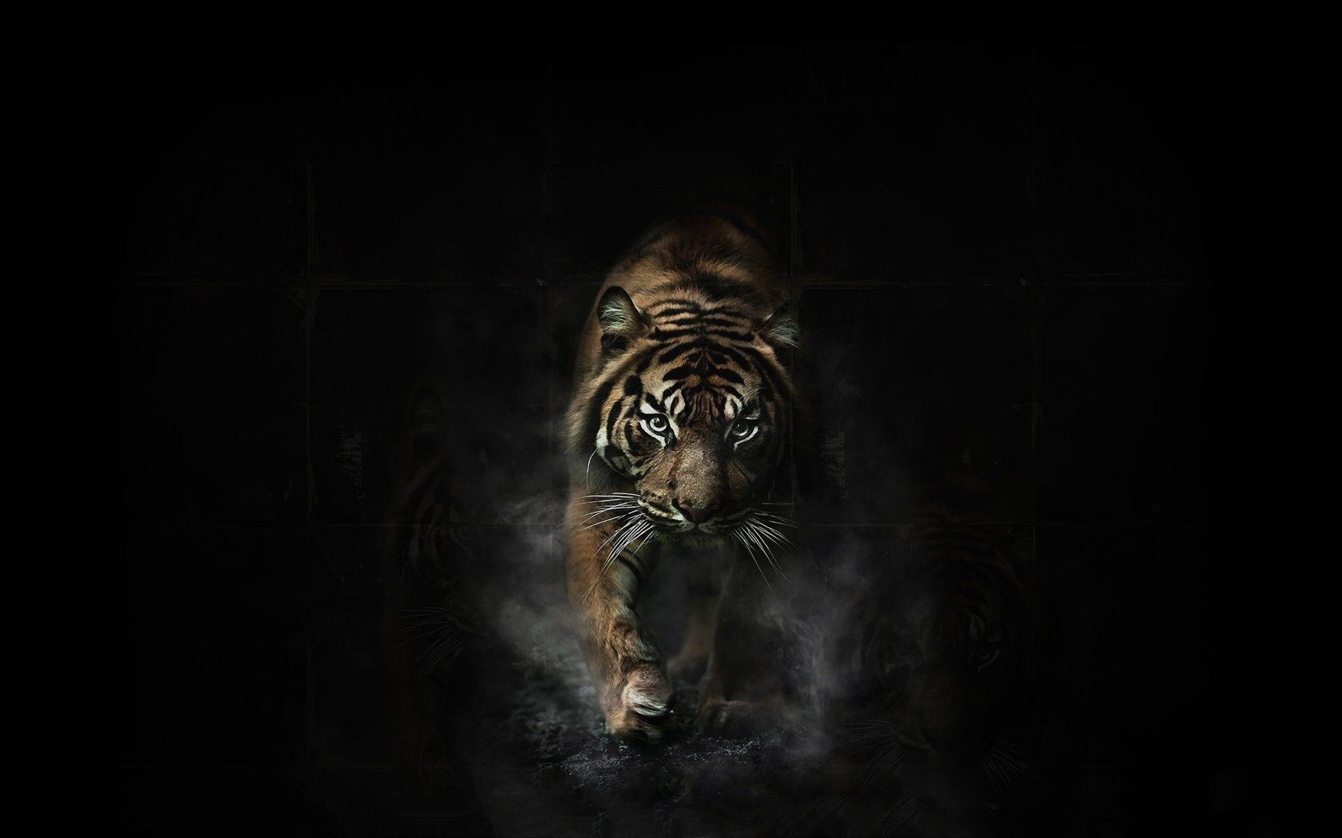 Cool Wallpaper of Tigers
