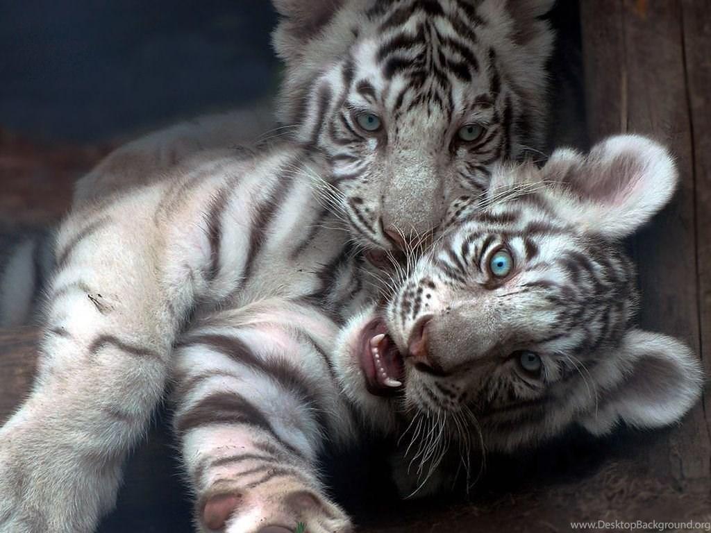 Baby White Tiger Wallpaper Desktop Background