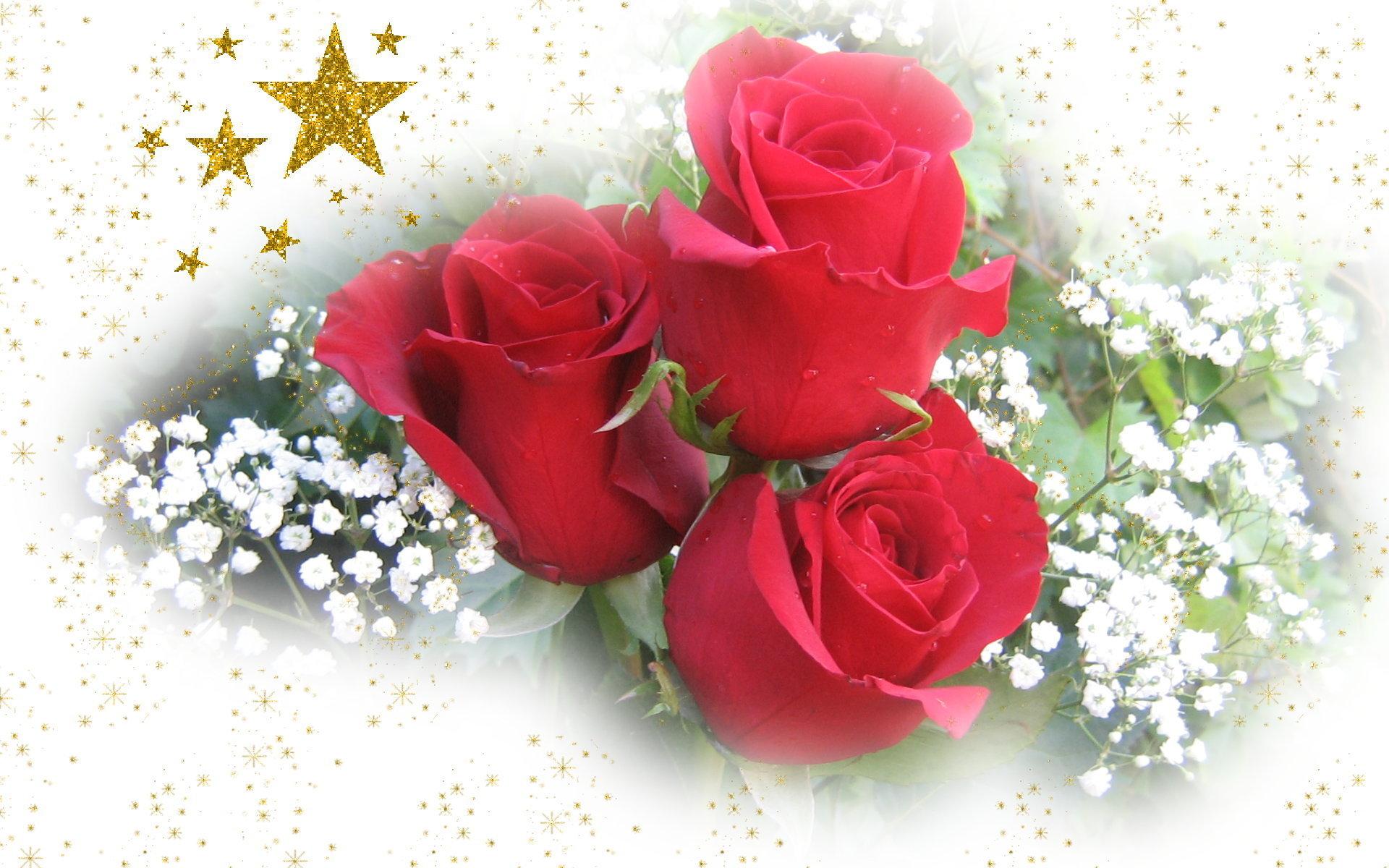 Roses image Pretty Roses HD wallpaper and background photo