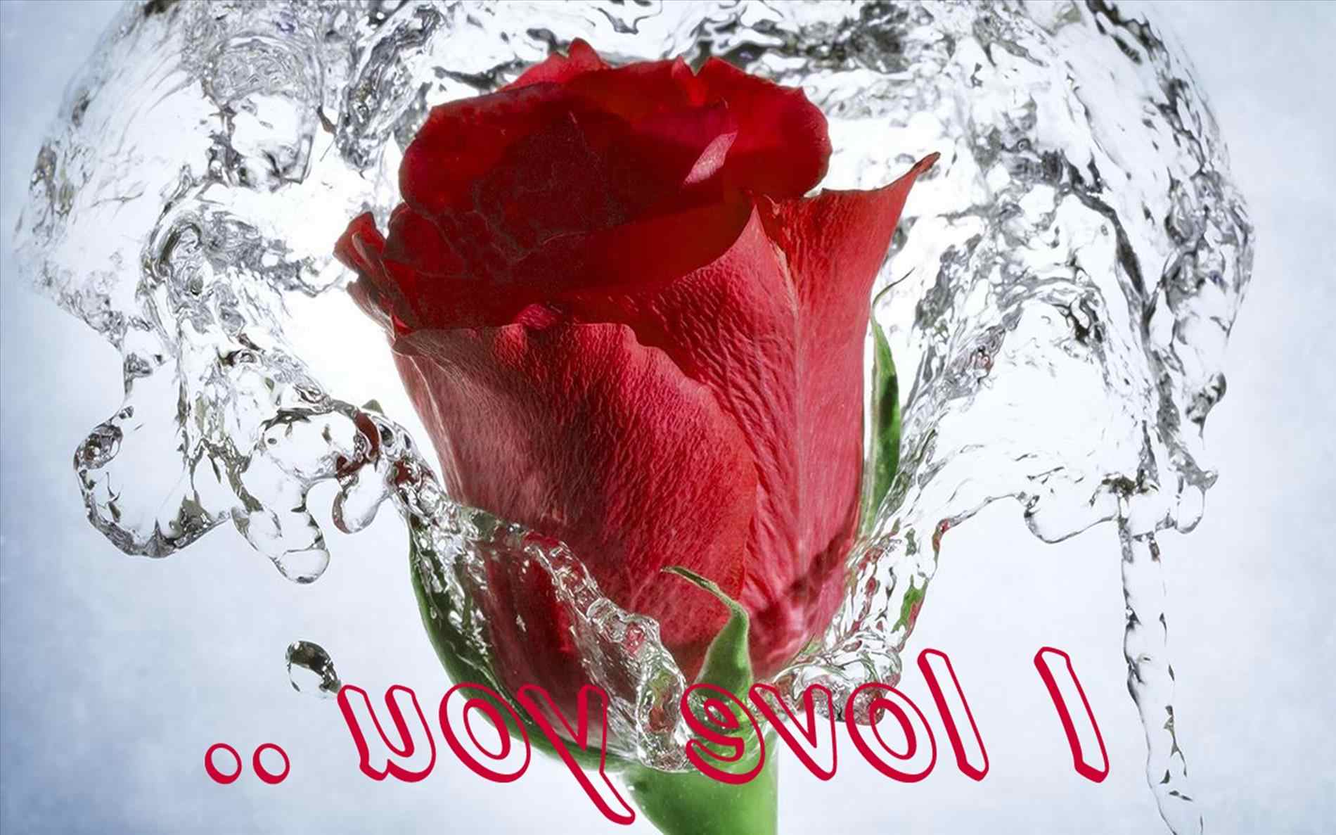 Download Love Rose Gift Wallpaper