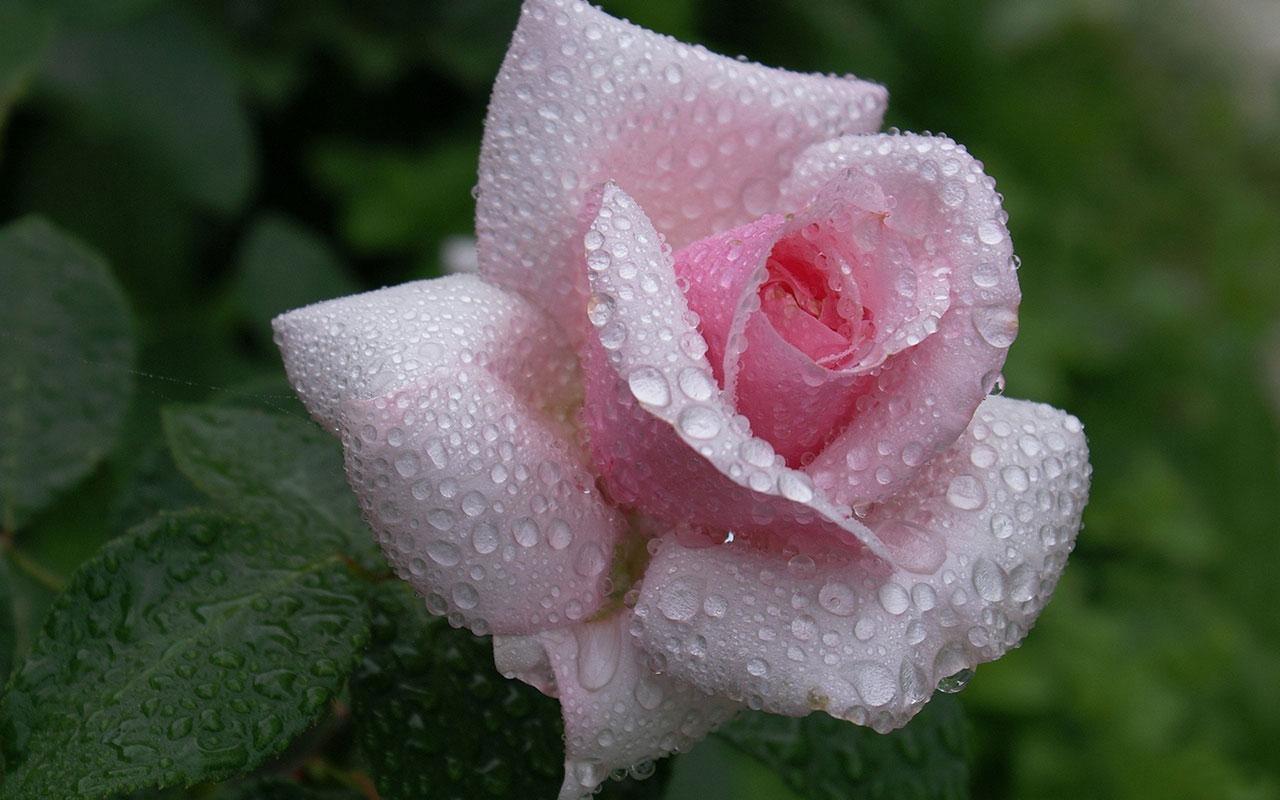 Love Rose Flower Image HD Free