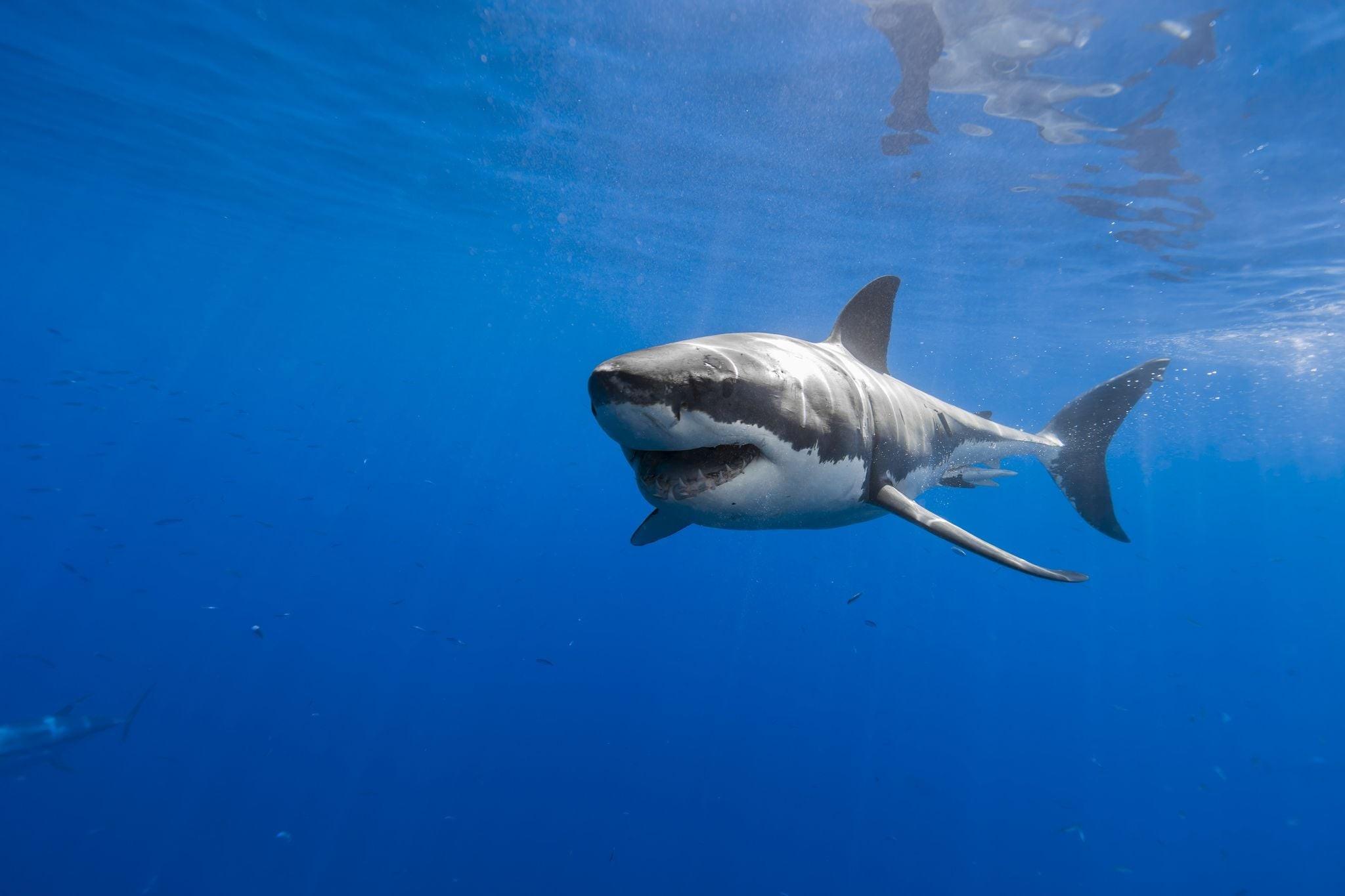 Great White Shark Wallpaper and Background Image