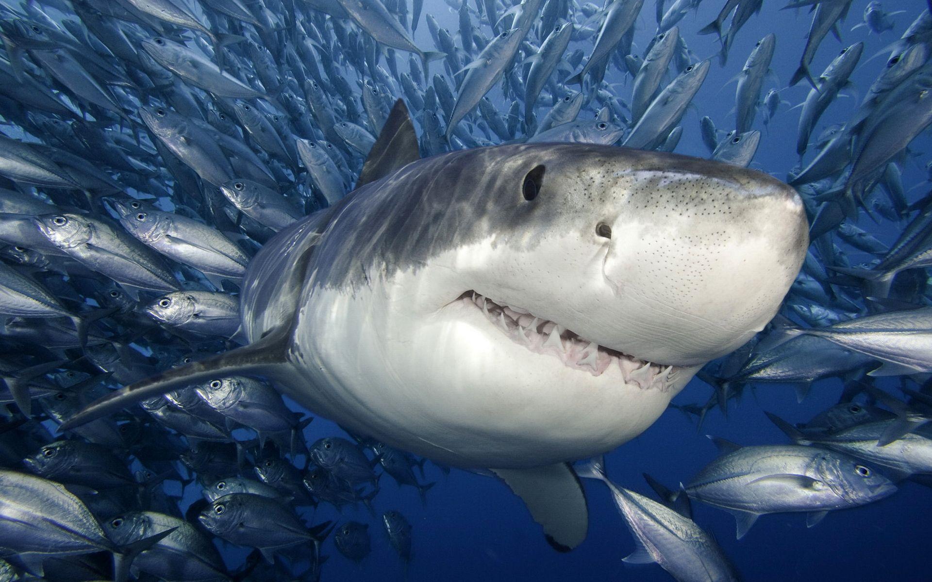 Image detail for -Shark Wallpaper Picture Photo Image. Shark photo, Shark picture, Great white shark