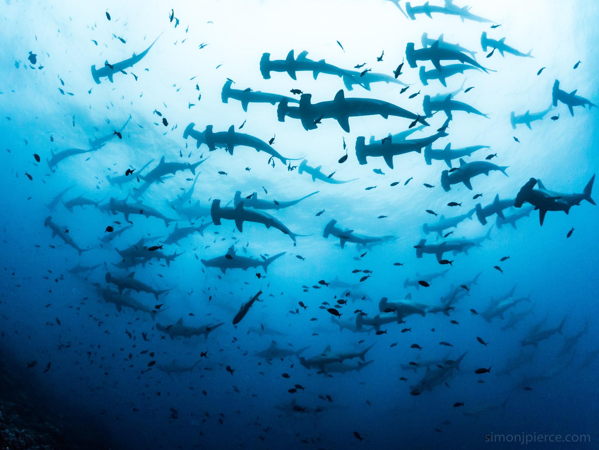Hammerhead Shark Wallpaper J Pierce
