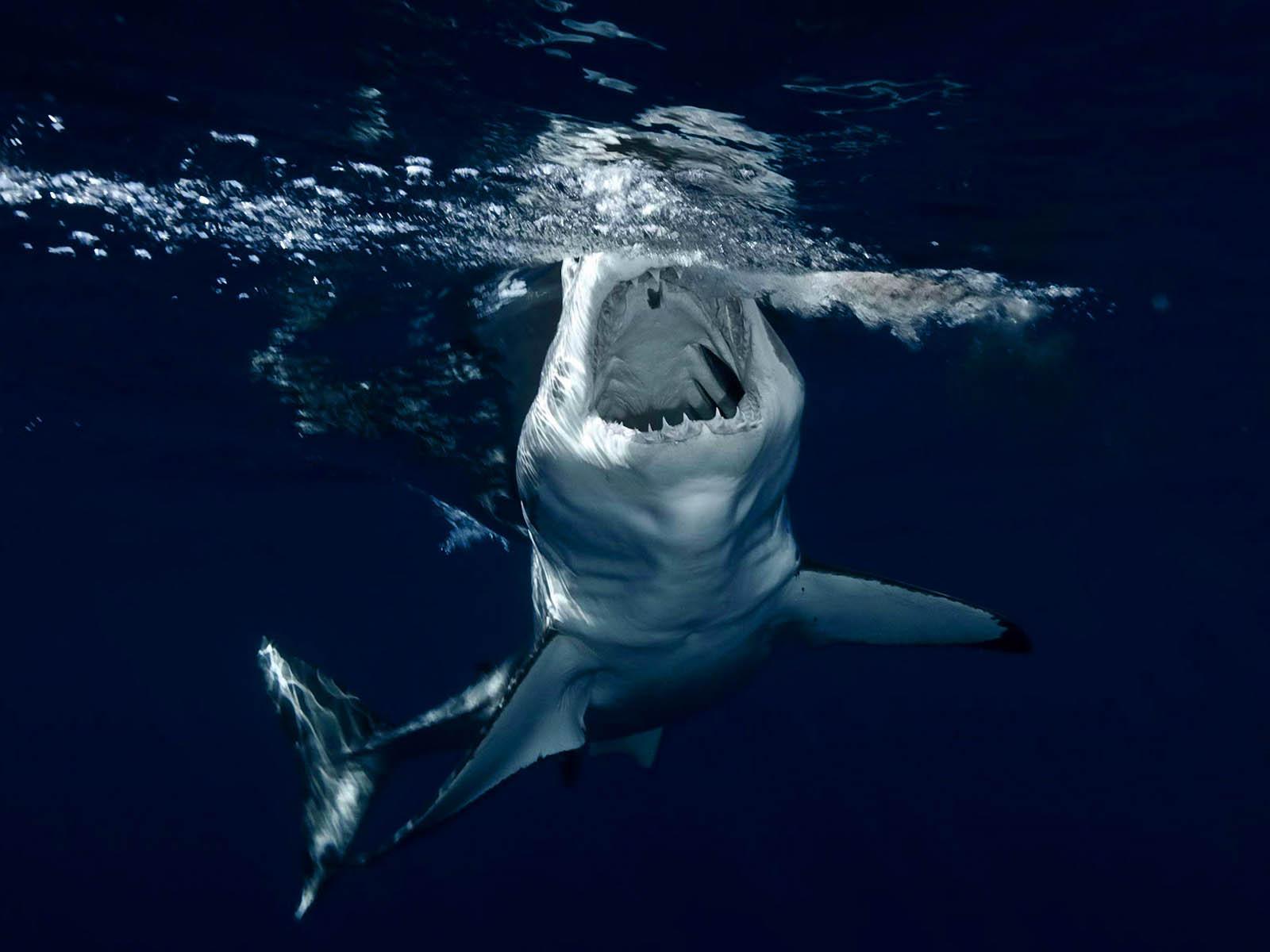 shark wallpaper hd