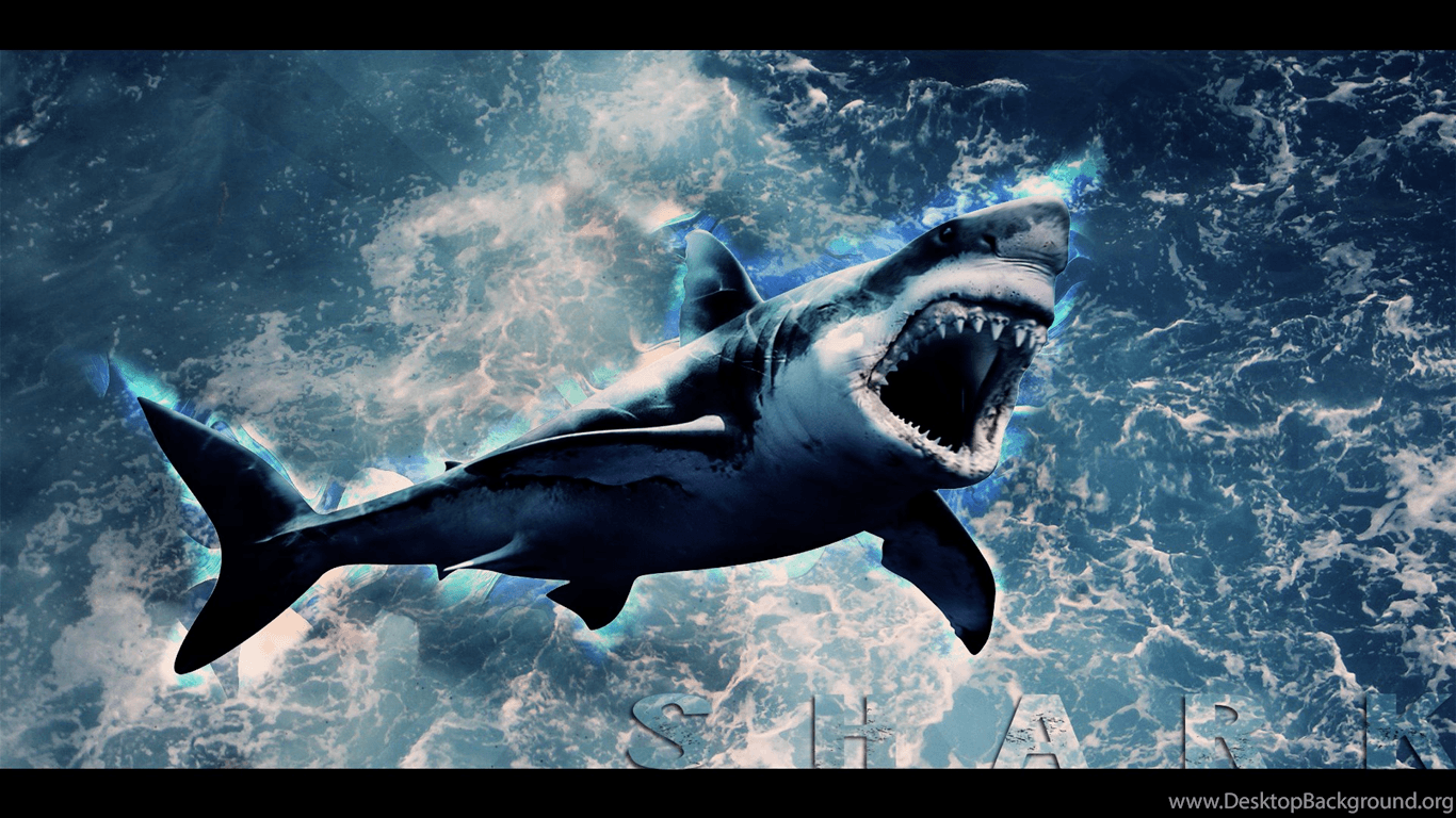 Shark Wallpaper HD By Tooyp 1763 - Shark HD