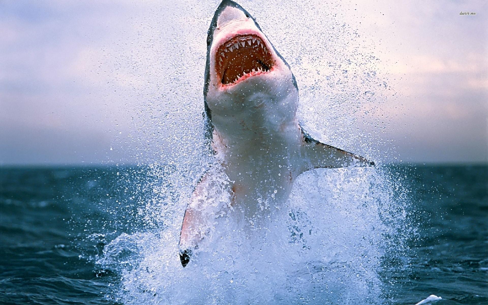 Great White Shark Wallpaper 1080p Y712Q