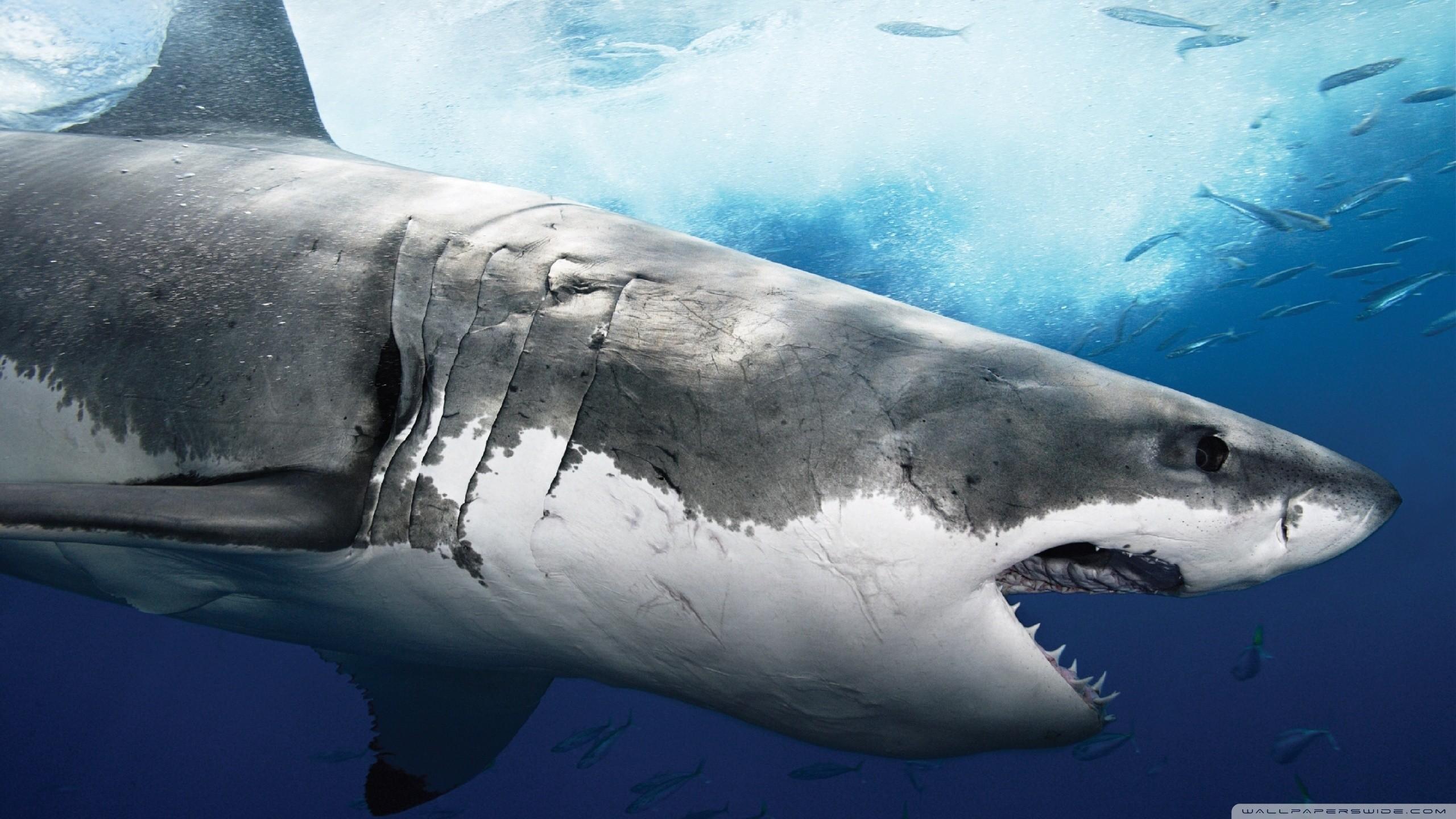Great White Shark Wallpaper HD