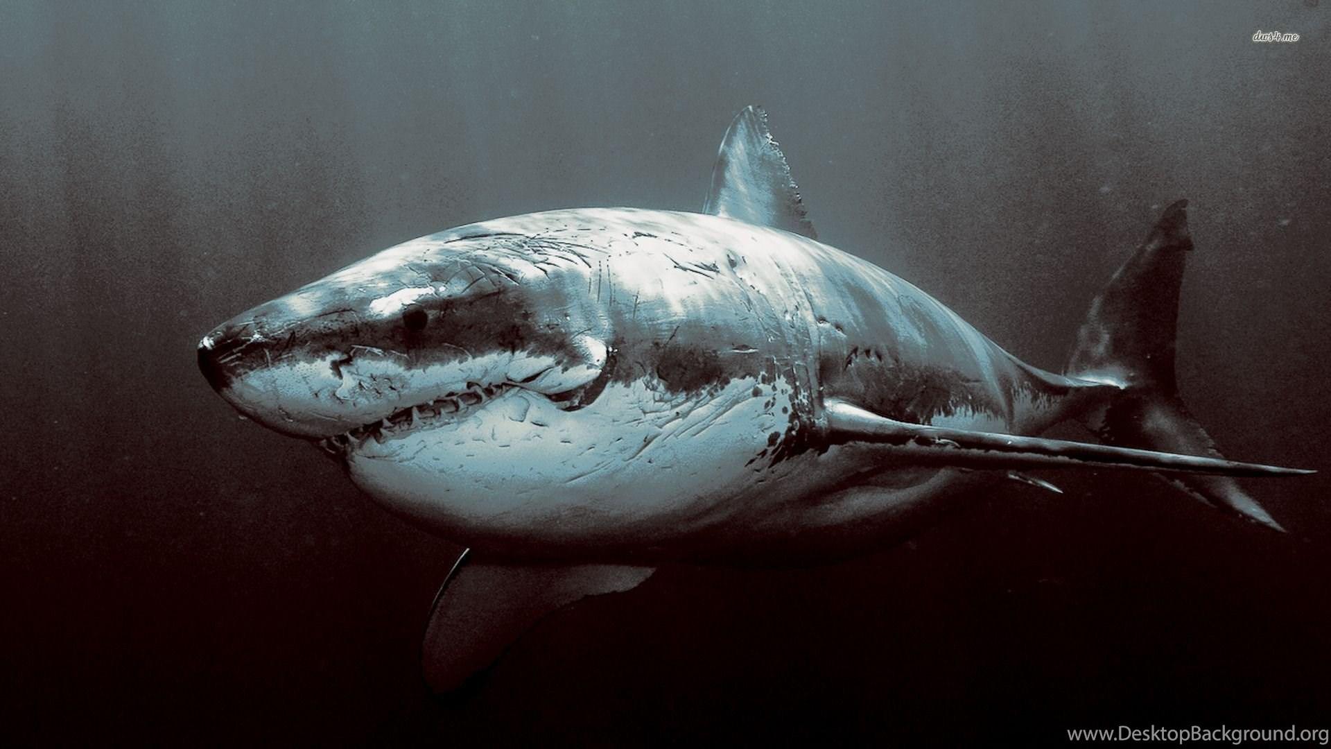 Shark Wallpaper Animal Wallpaper Desktop Background