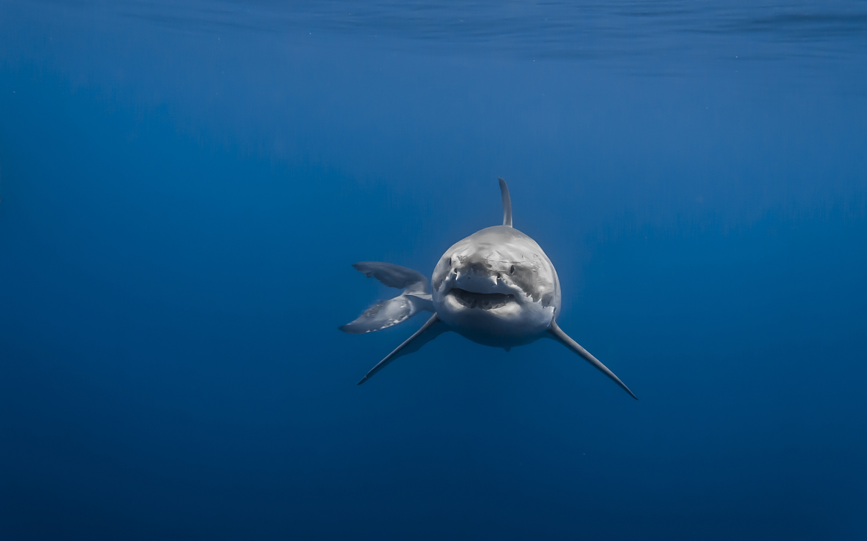 Ultra HD Great White Shark Wallpaper HA92S