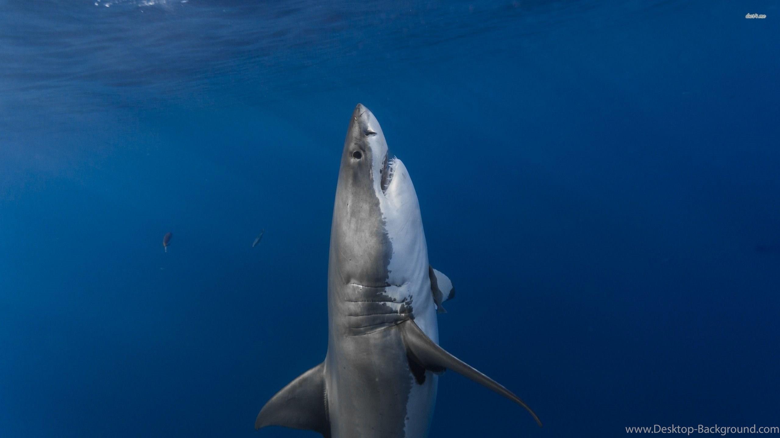 Great White Shark Wallpaper Animal Wallpaper Desktop Background