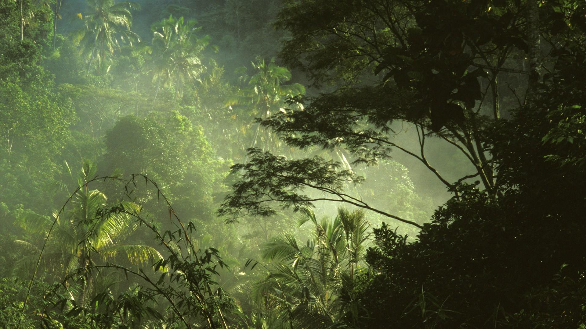 Jungle Wallpaper, Picture, Image