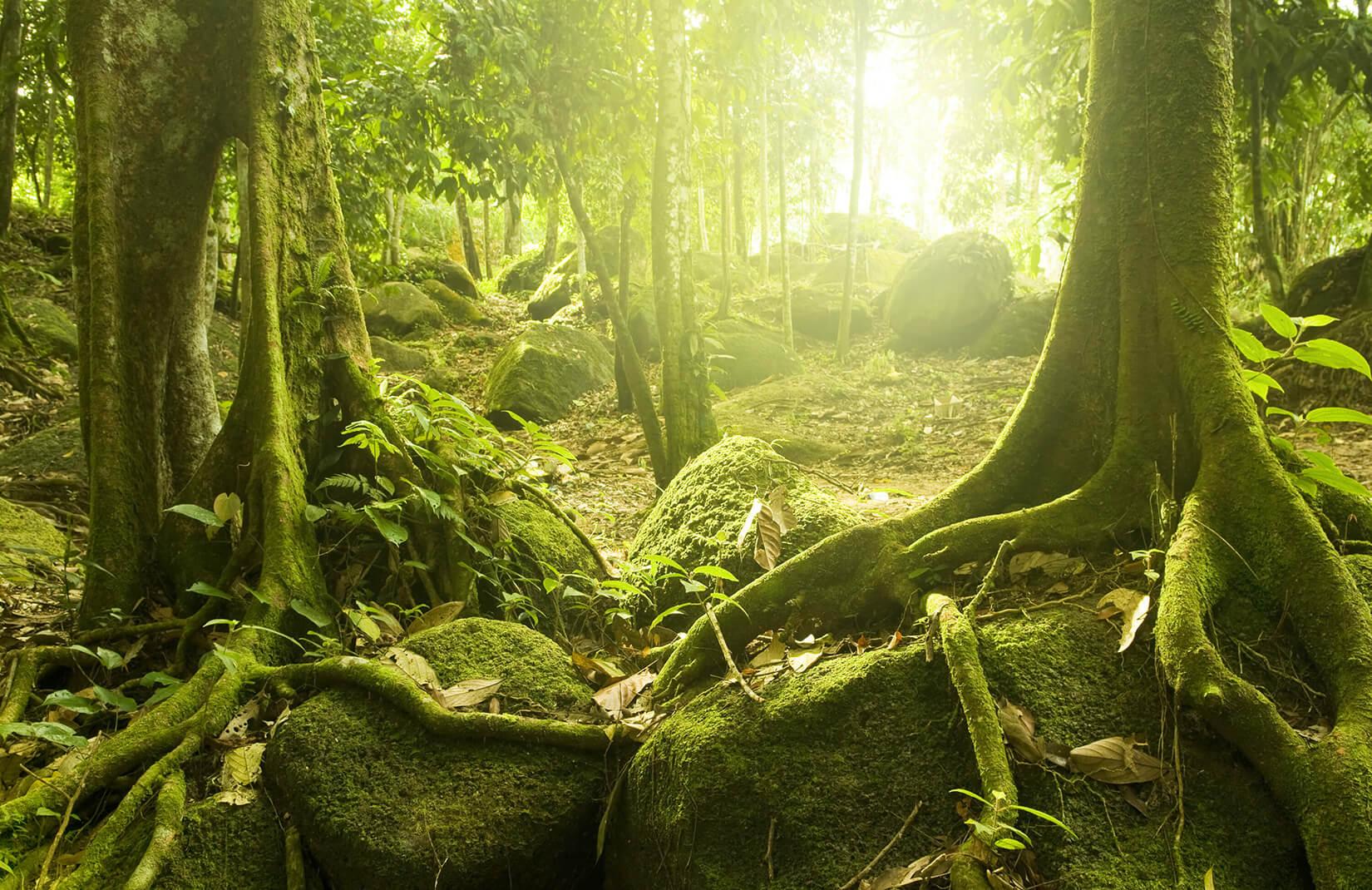 Jungle Wallpaper Image