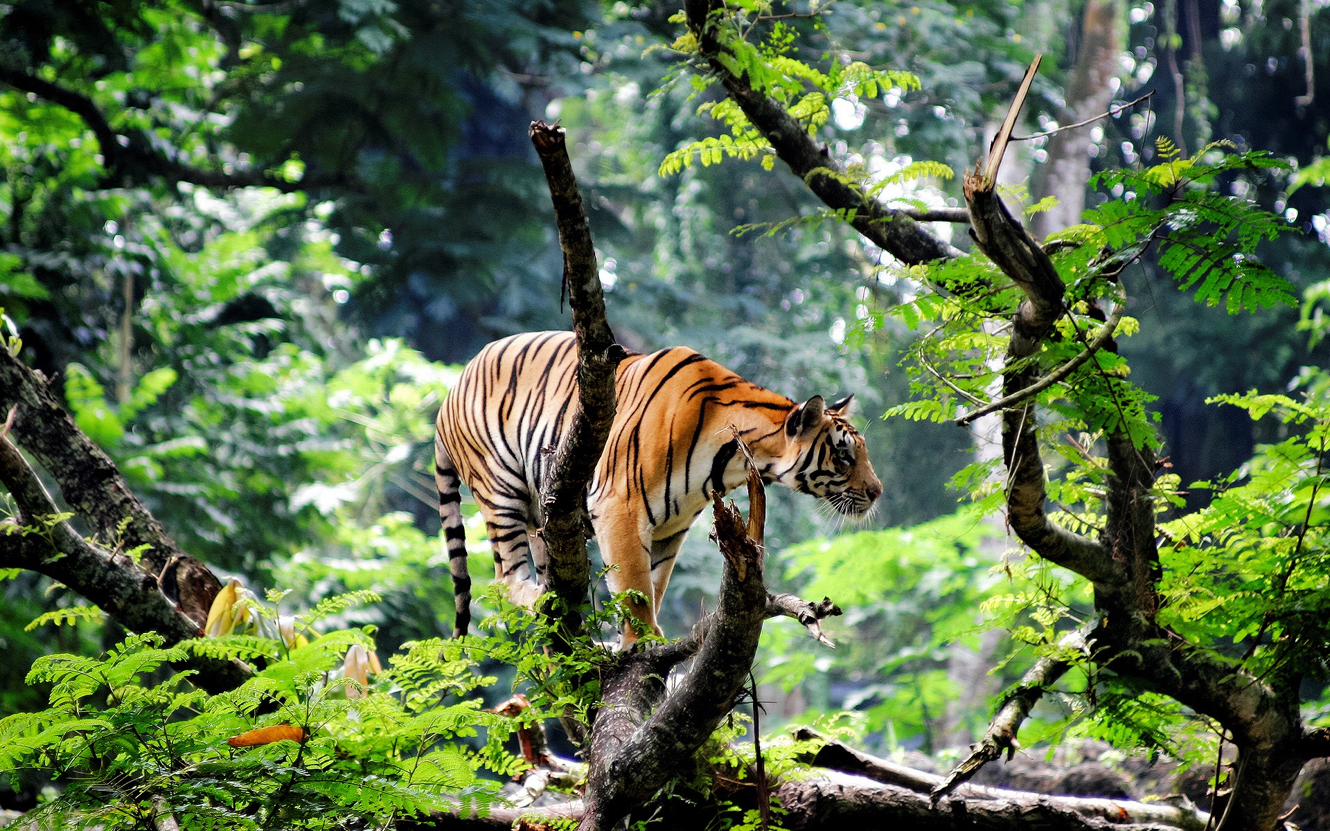 Bengal Tiger in Jungle Wallpaper in jpg format for free download