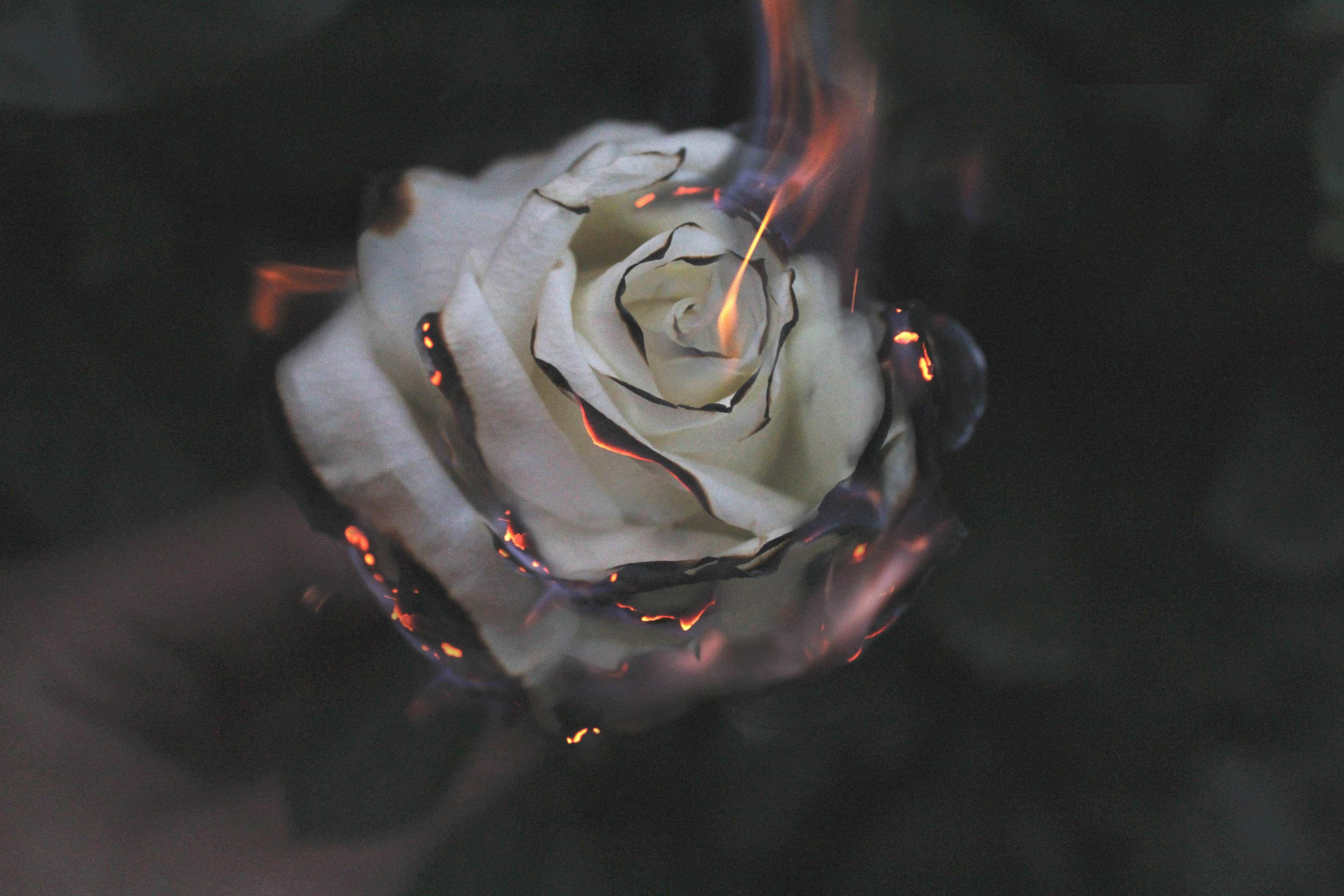 A burning Rose. Beautiful Wallpaper. Wallpaper, Art