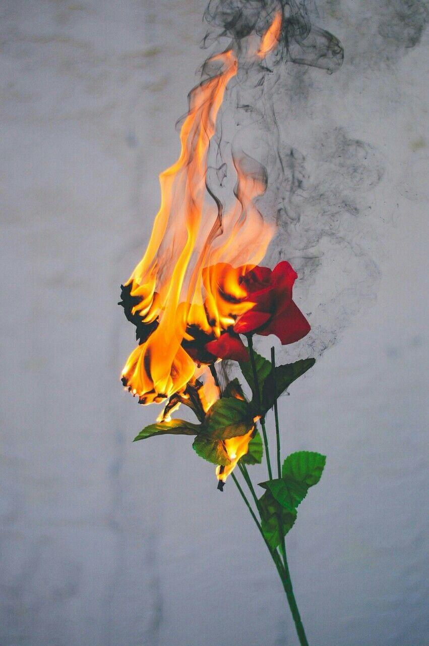 Roses on fire. Aesthetic wallpaper, Art photography, Cute wallpaper