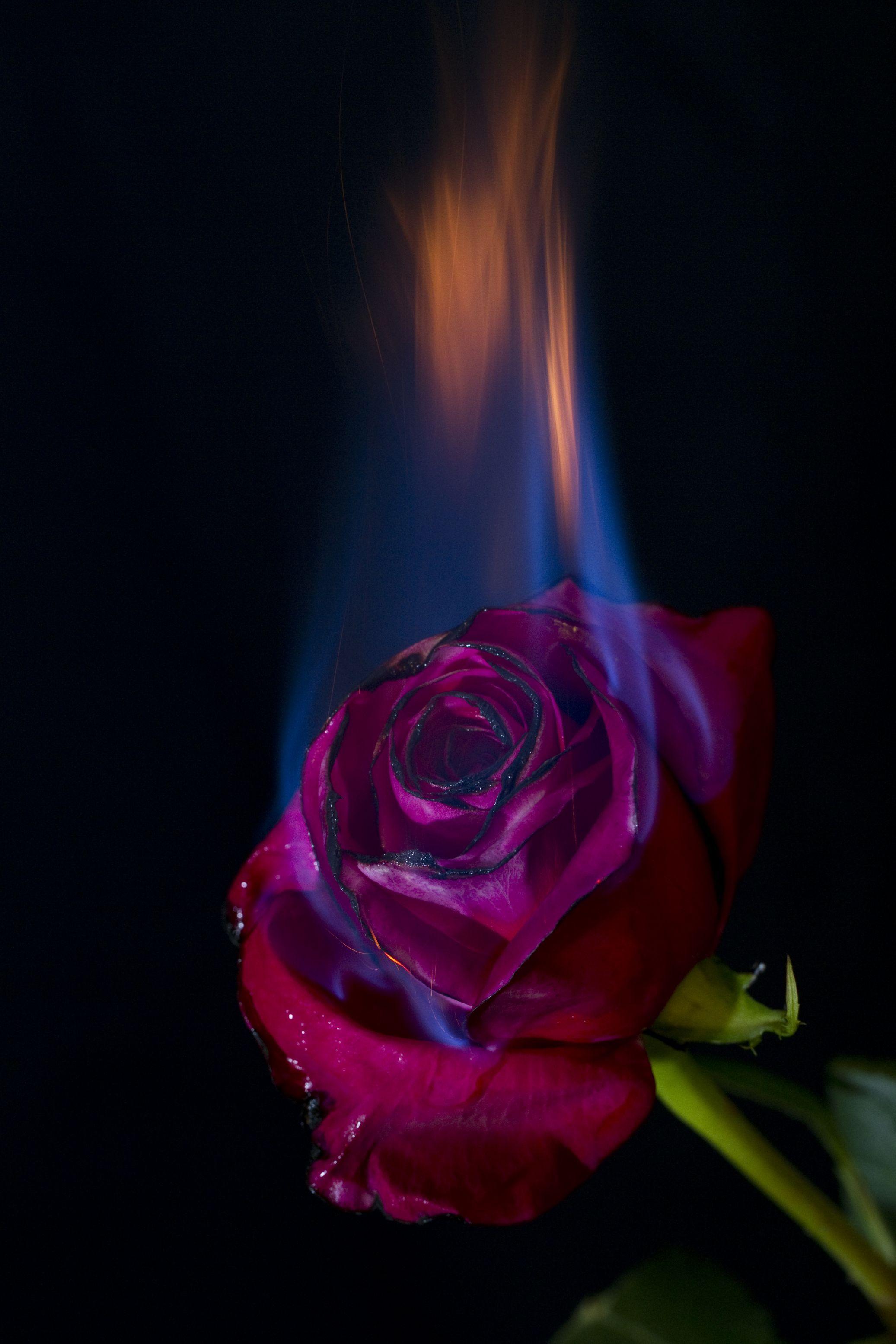 A little project I shot today. Burning rose, Rose on fire, Rose wallpaper