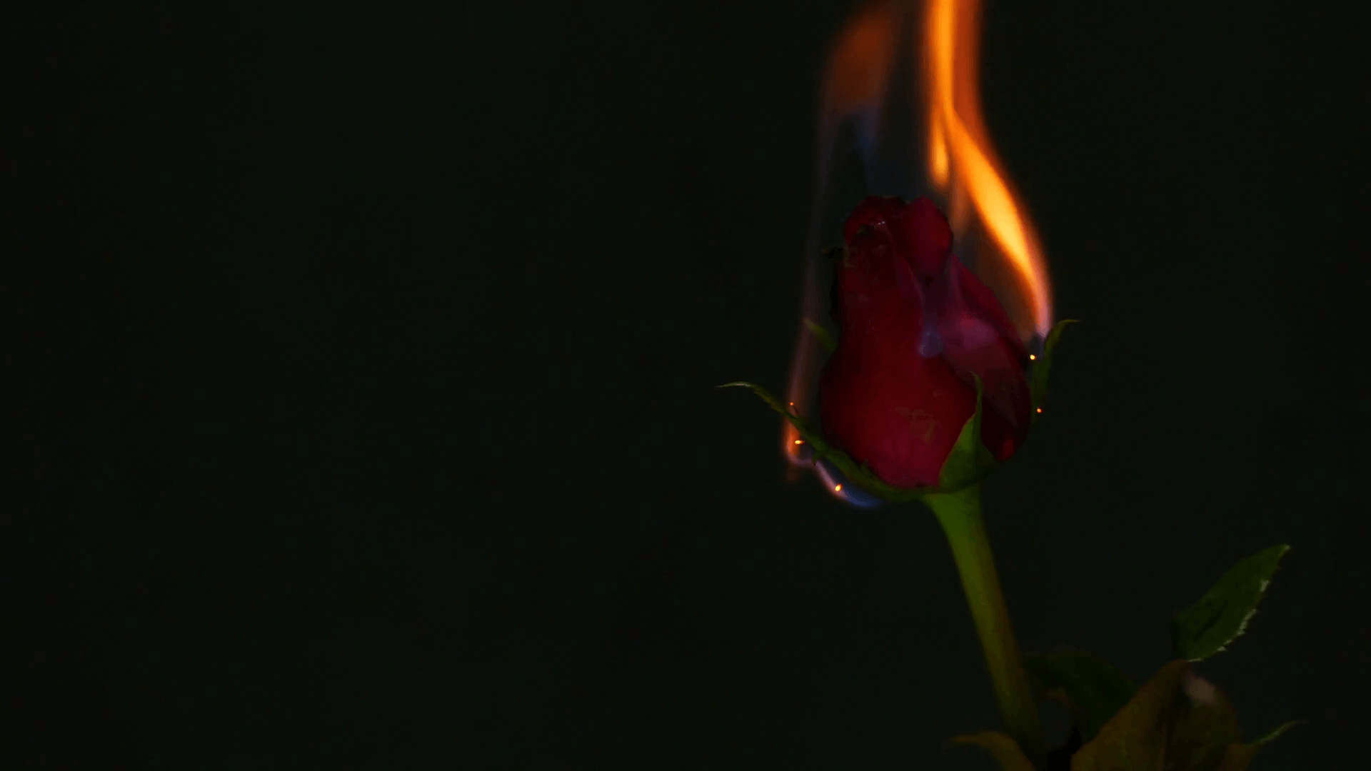 Burning Rose Wallpaper