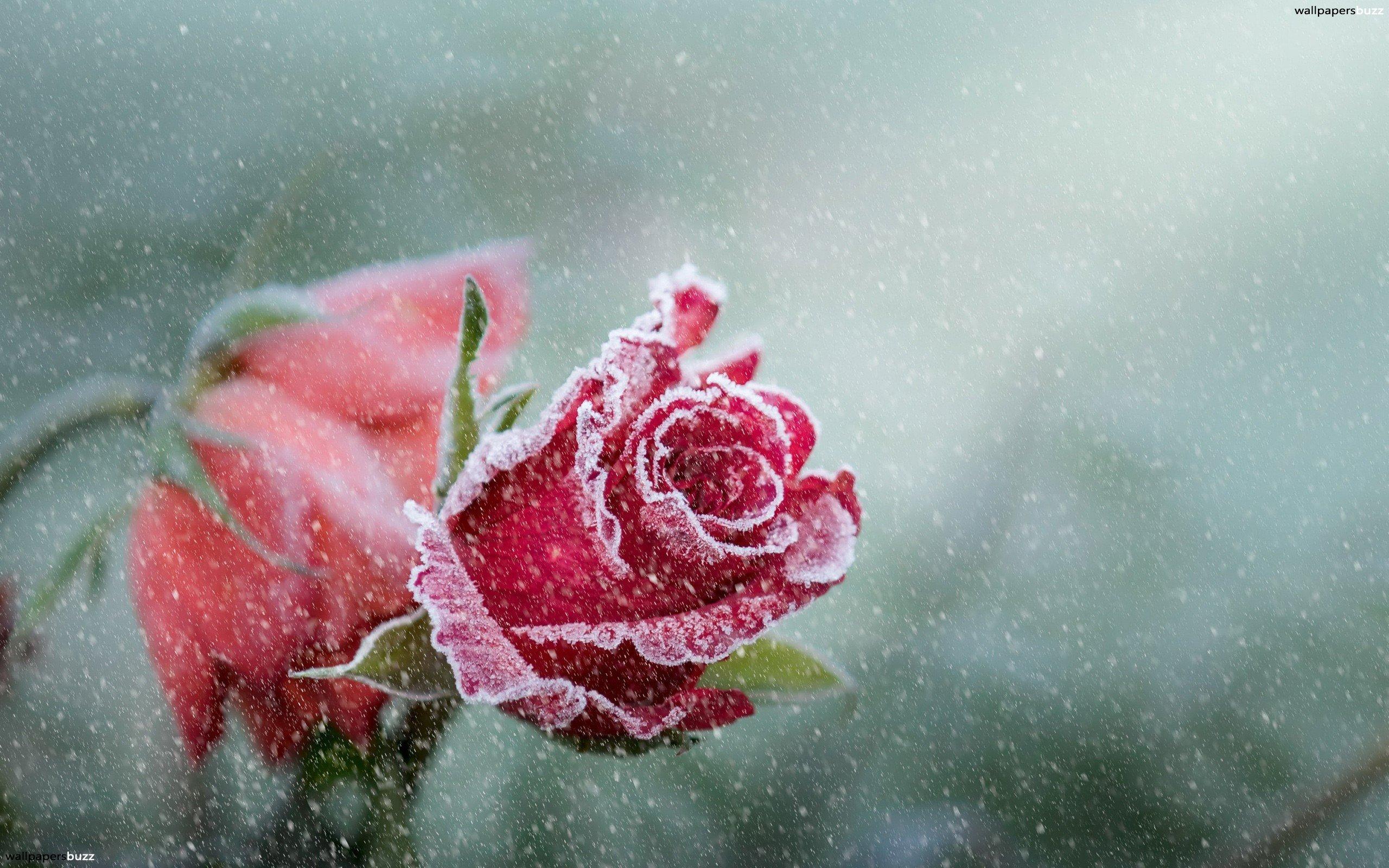 Frozen roses HD Wallpaper