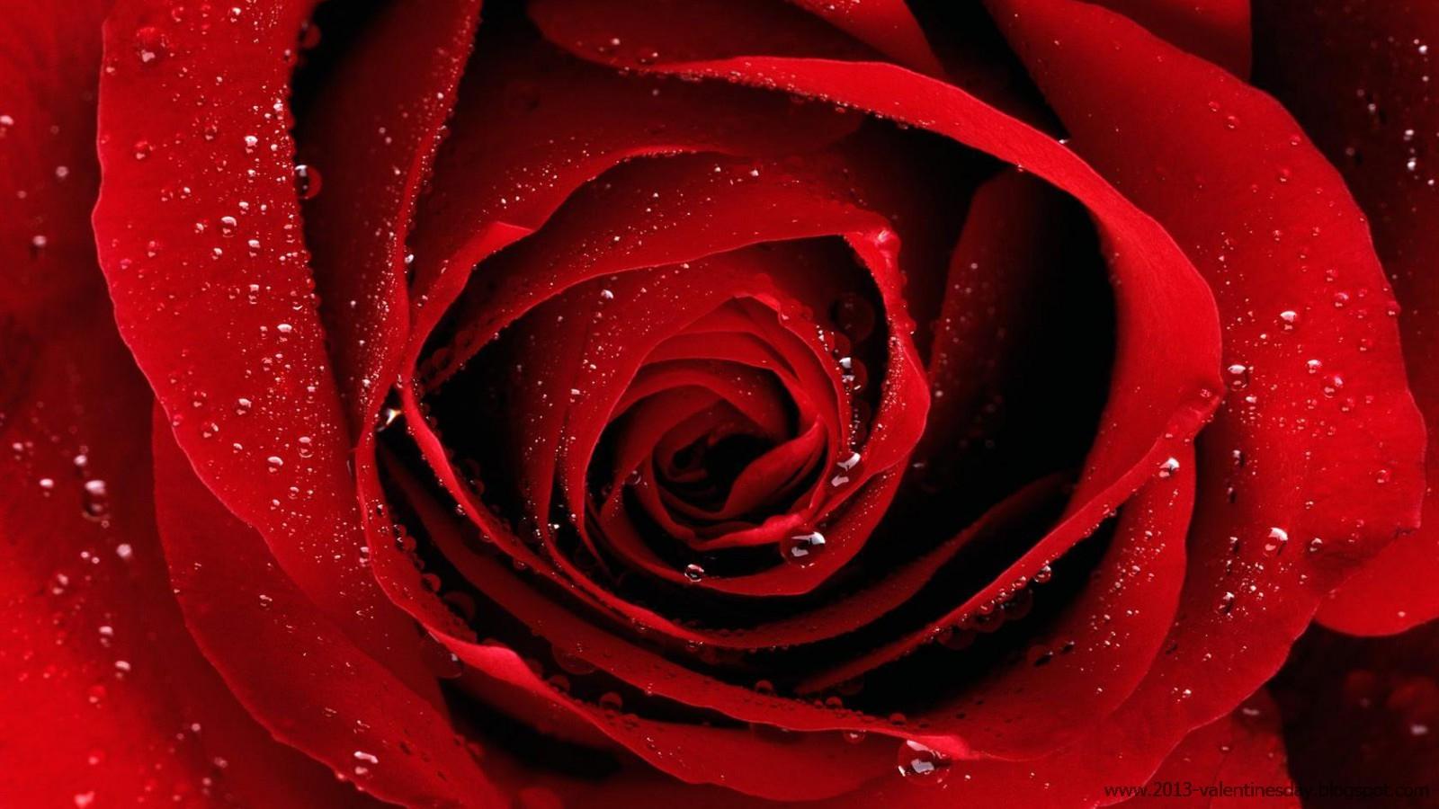 Happy Rose Day Image, Picture & Wallpaper 2020 HD