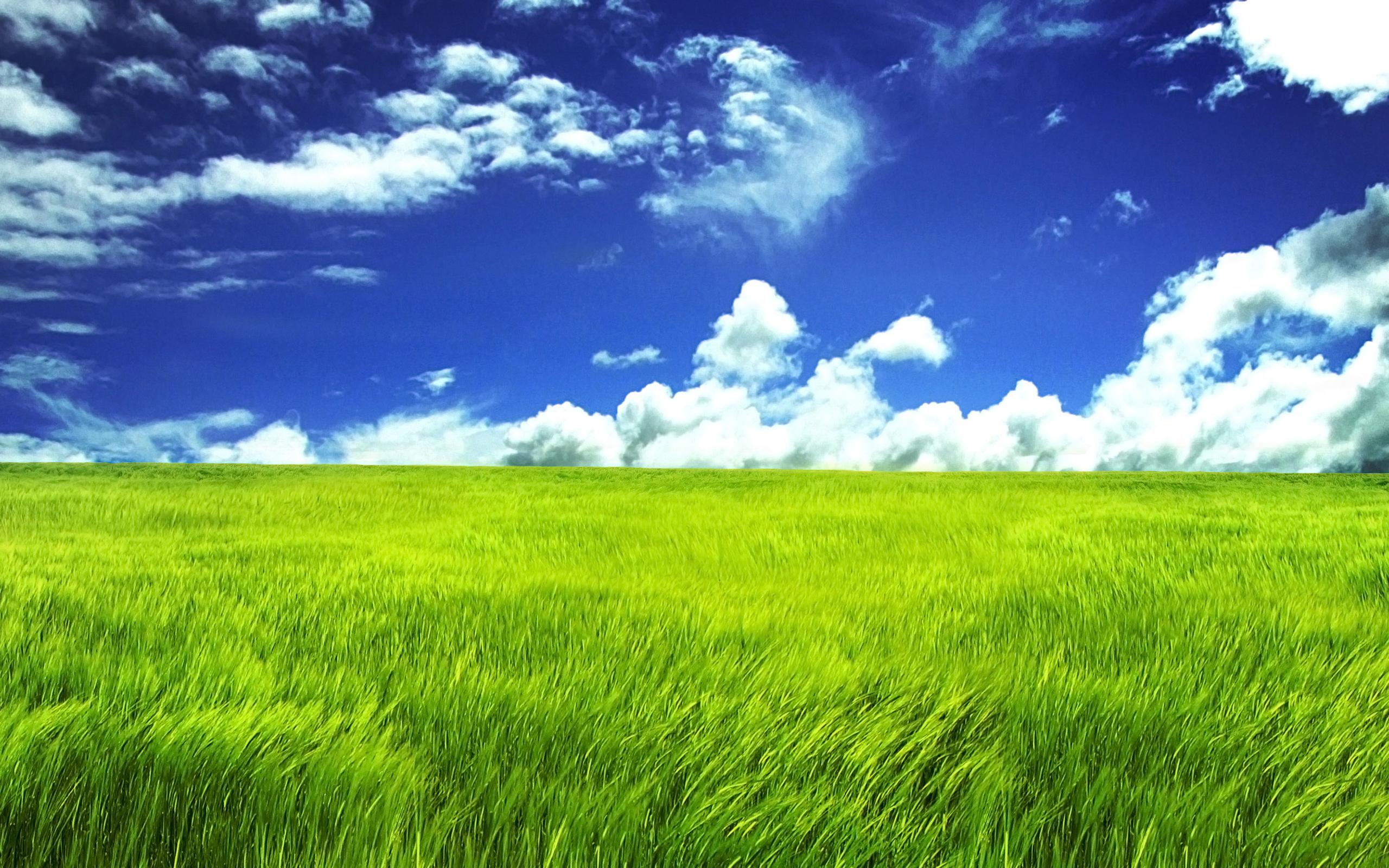 Blue Sky And Green Field 2560x1600 Wide Wallpaper.net