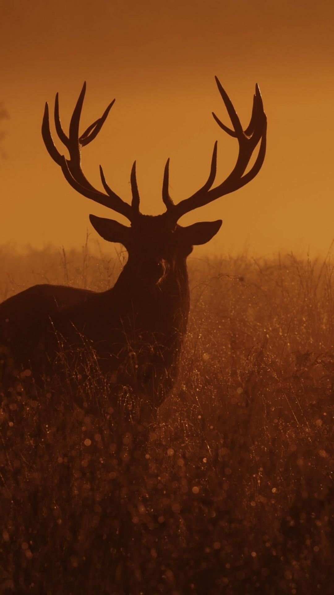 Download 1080x1920 Deer, Sunset, Dusk Wallpaper for iPhone 8