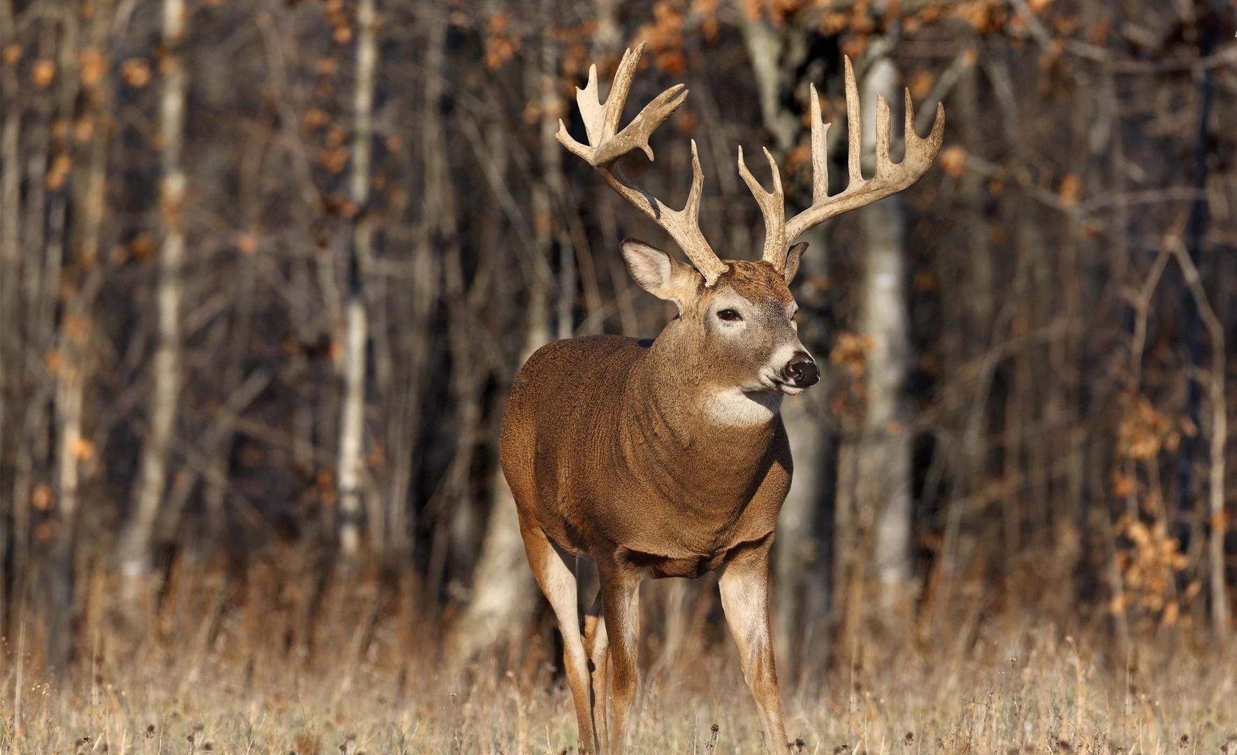 Deer Animal Facts and Image