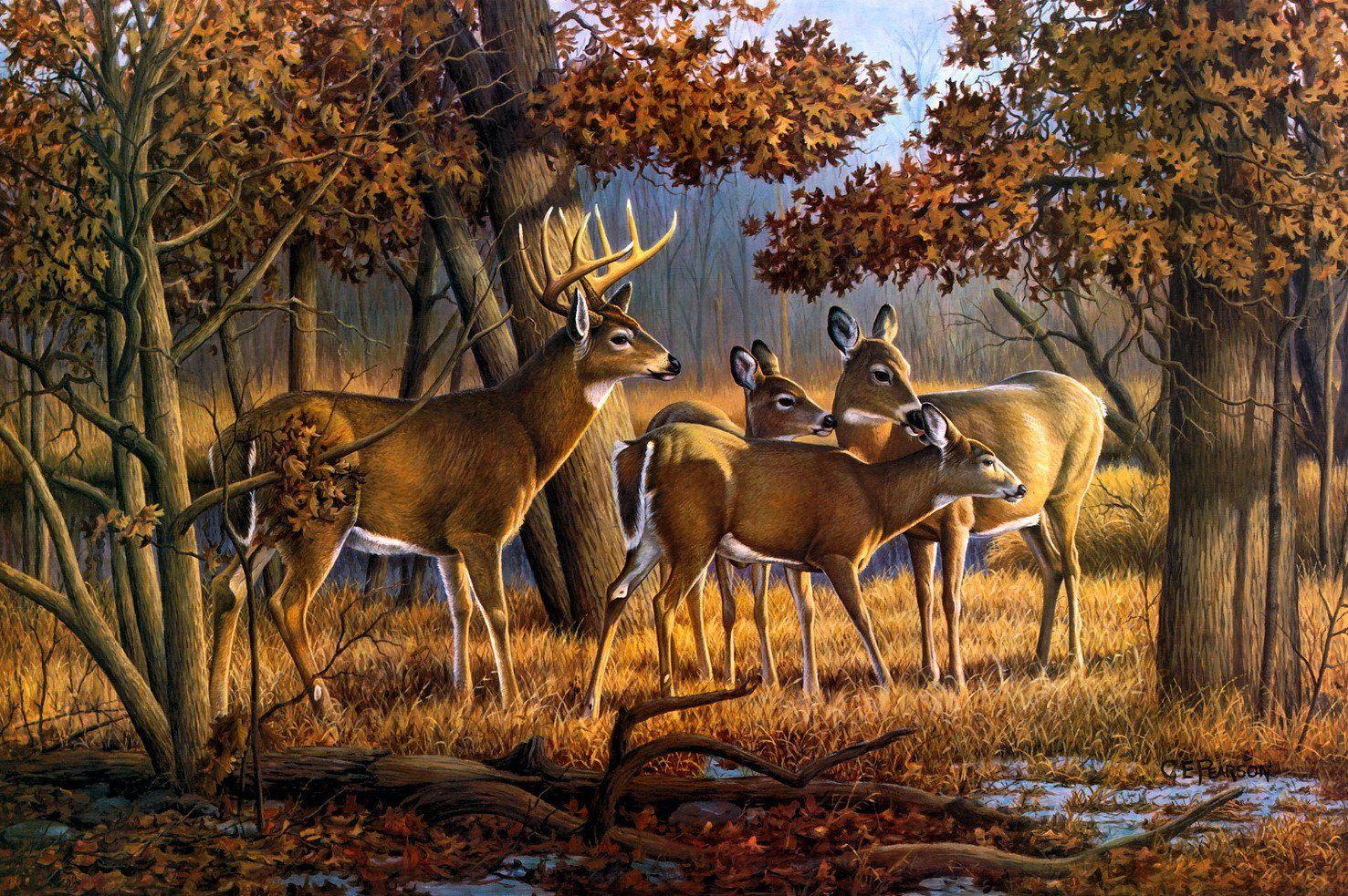 Deer Wallpaper 10 X 983