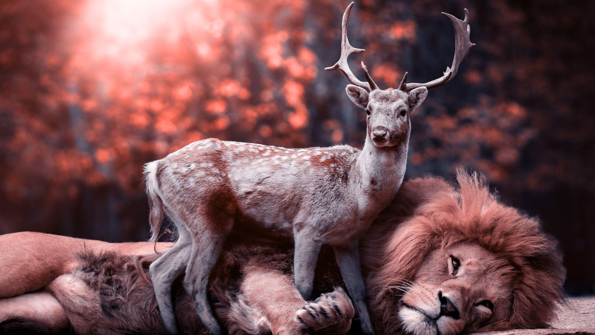 Lion and Deer Wallpaper HD