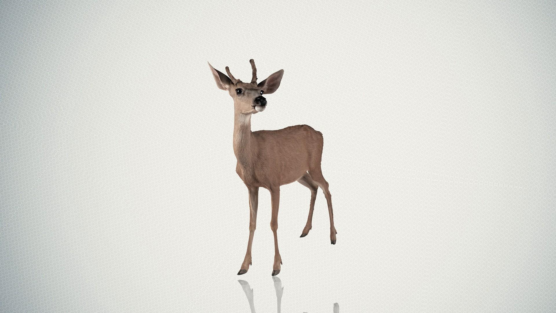 Deer Wallpaper HD Background, Image, Pics, Photo Free Download