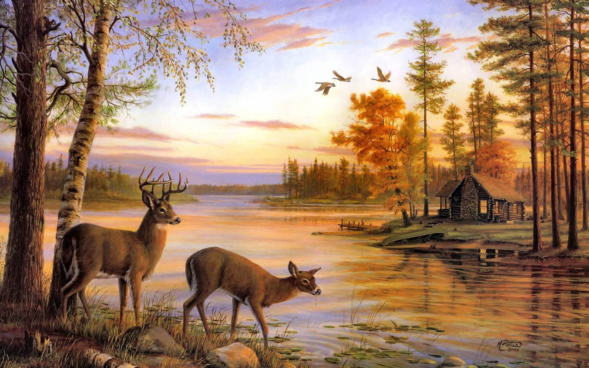 Beautiful Deer Wallpaper Best Of Most Beatiful Beautiful Deer