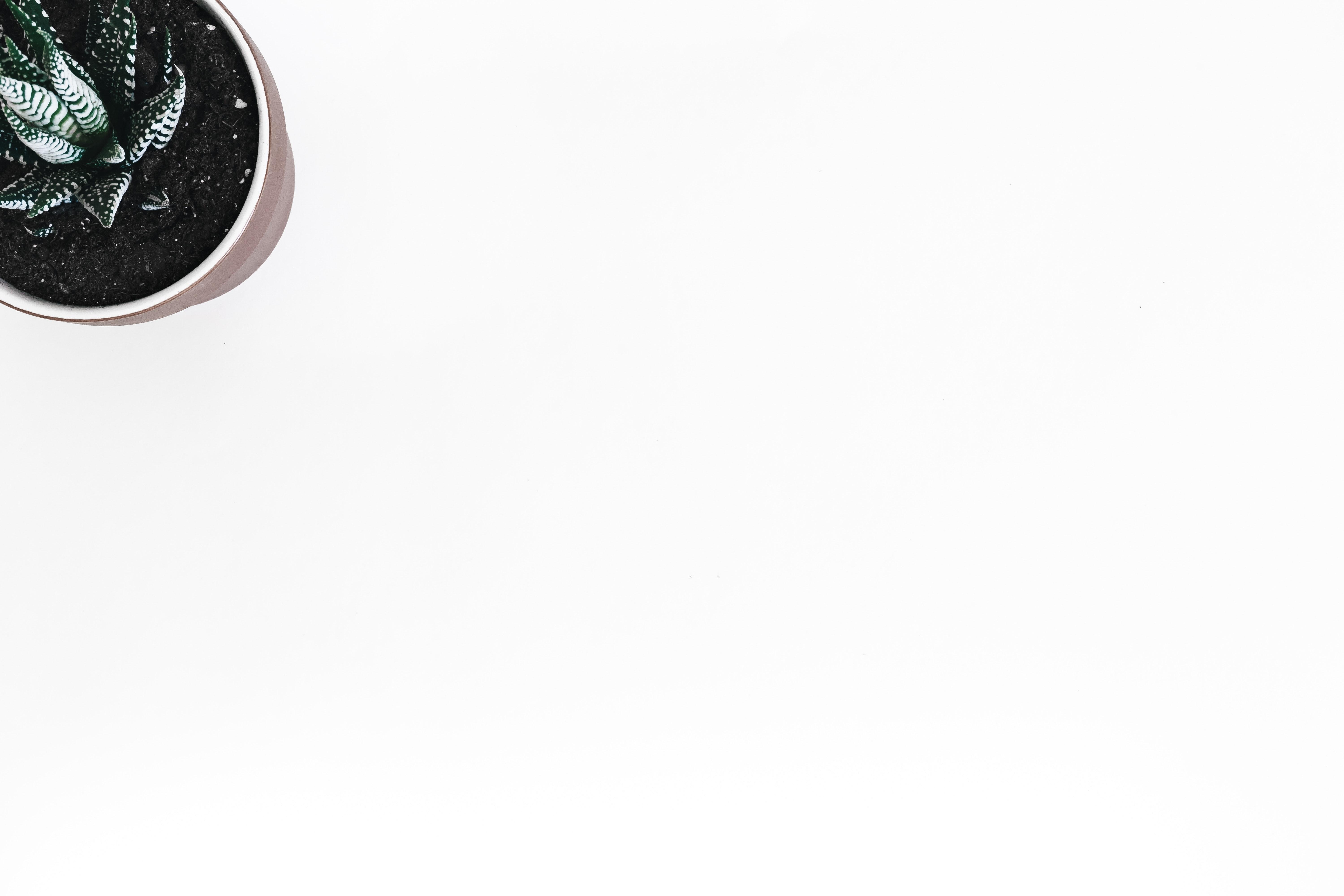 Beautiful White Background Photo