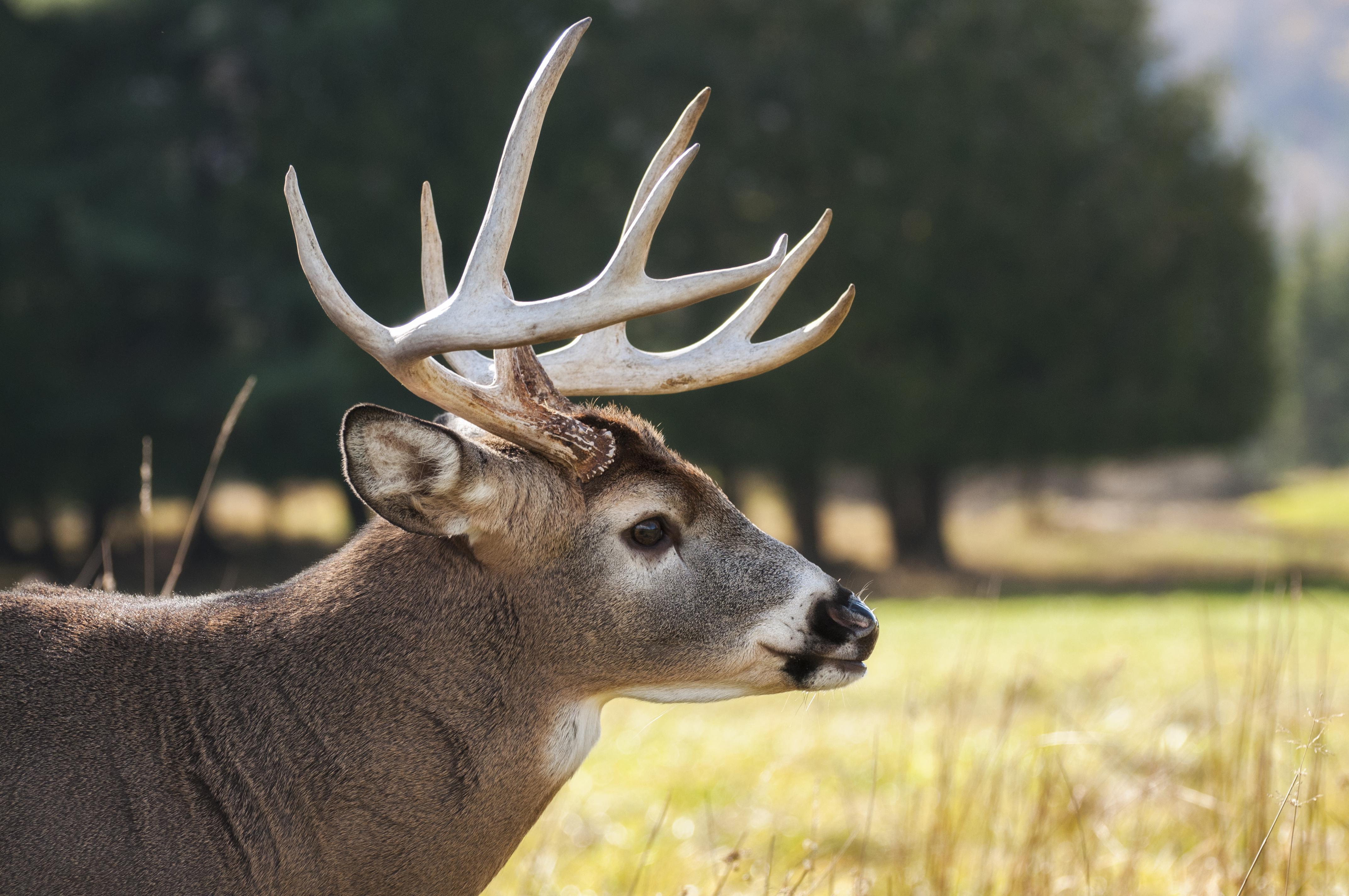 Deer Pics Com, Free Whitetail Deer Wallpaper