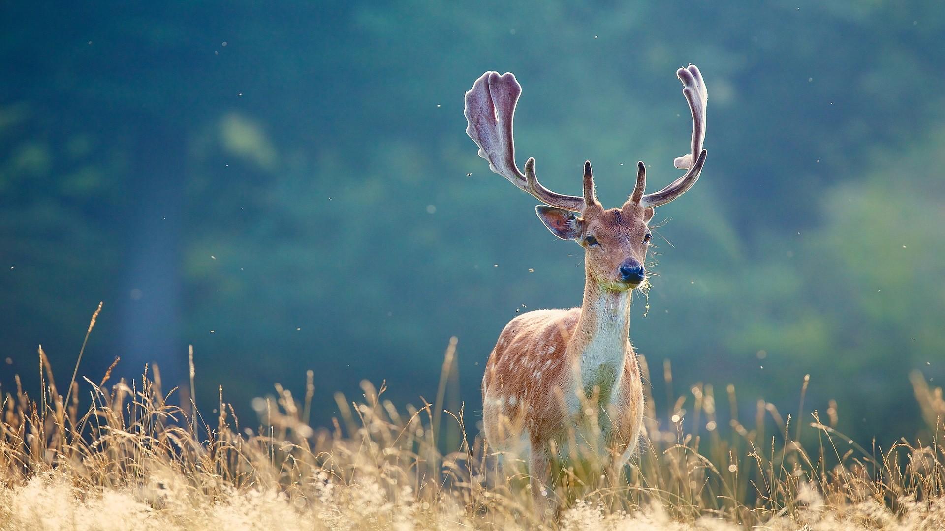 Camo Deer Wallpaper