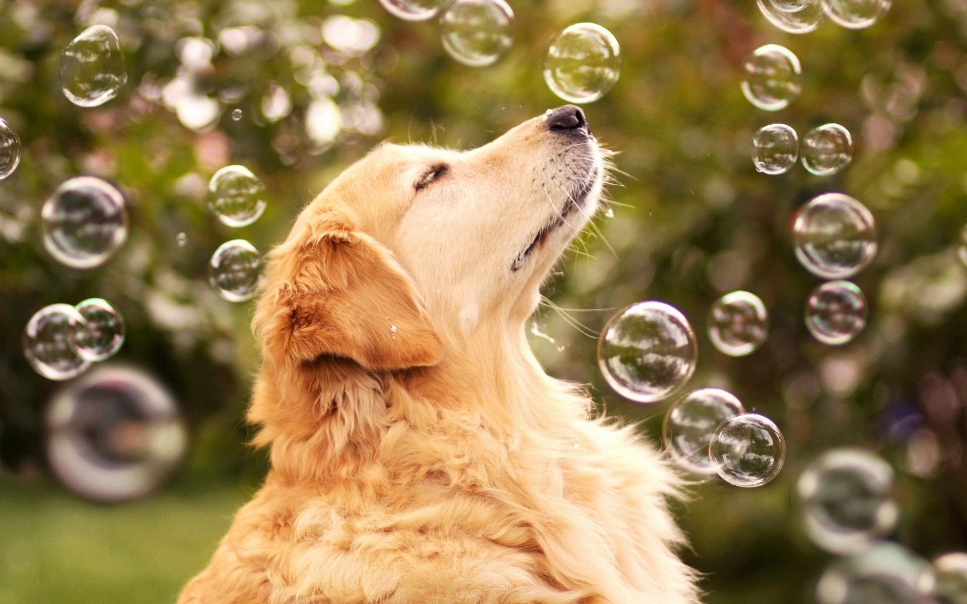 Golden Retriever Wallpaper