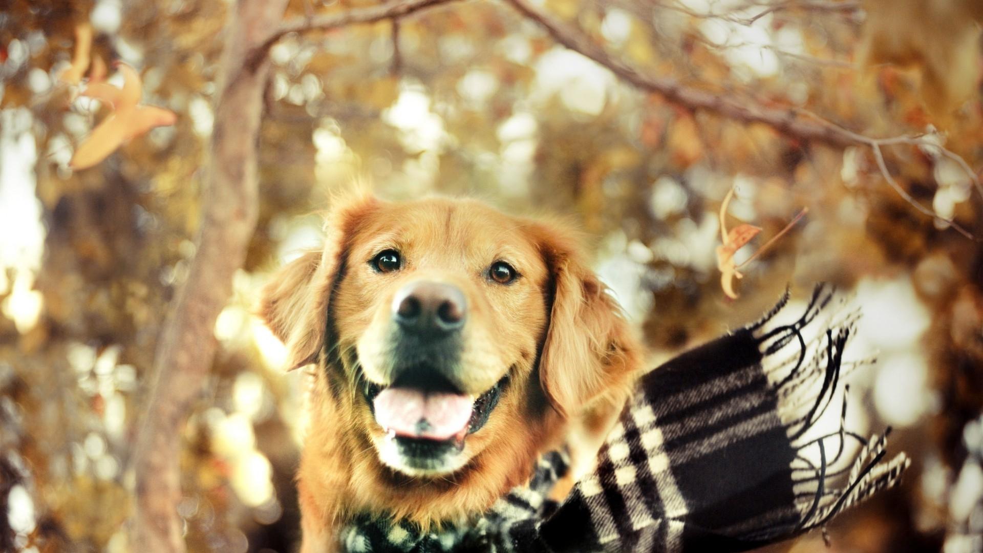 Golden Retriever Wallpaper 25 X 1080