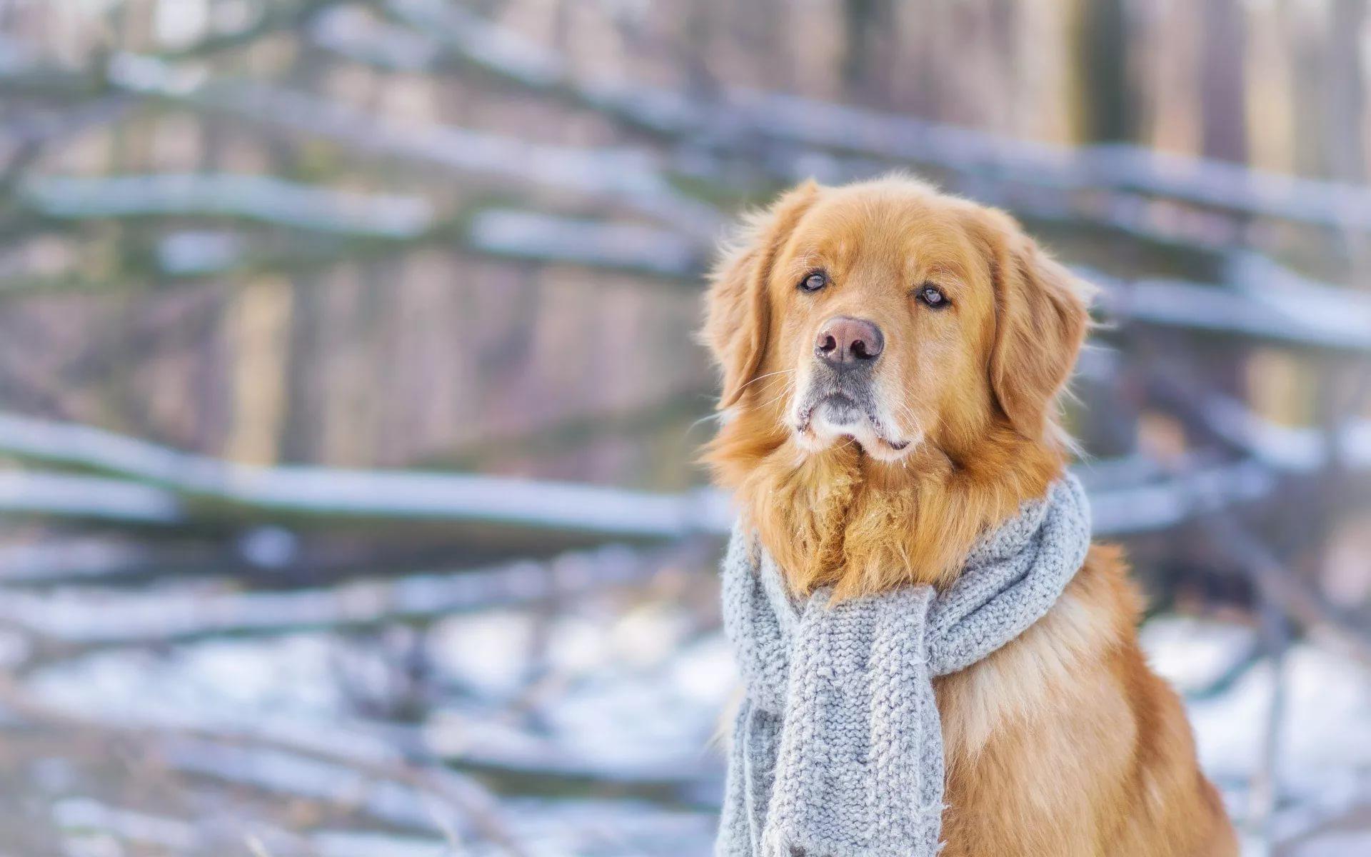 Golden Retriever HD Wallpaper free