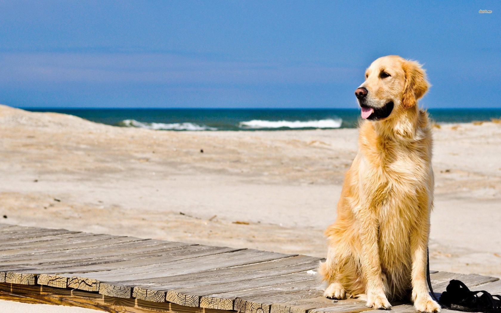 Golden Retriever Wallpaper Full HD WJXX6