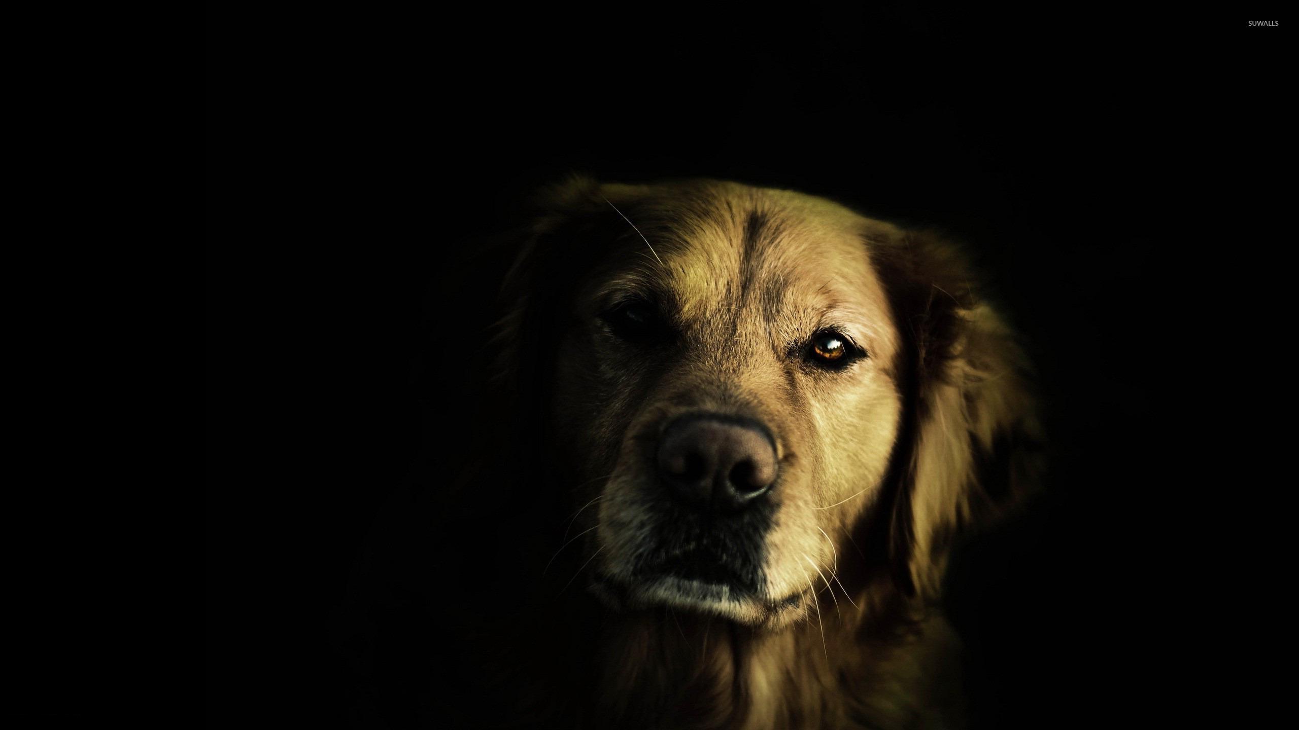 Golden Retriever Picture & Wallpaper. Download HD Image